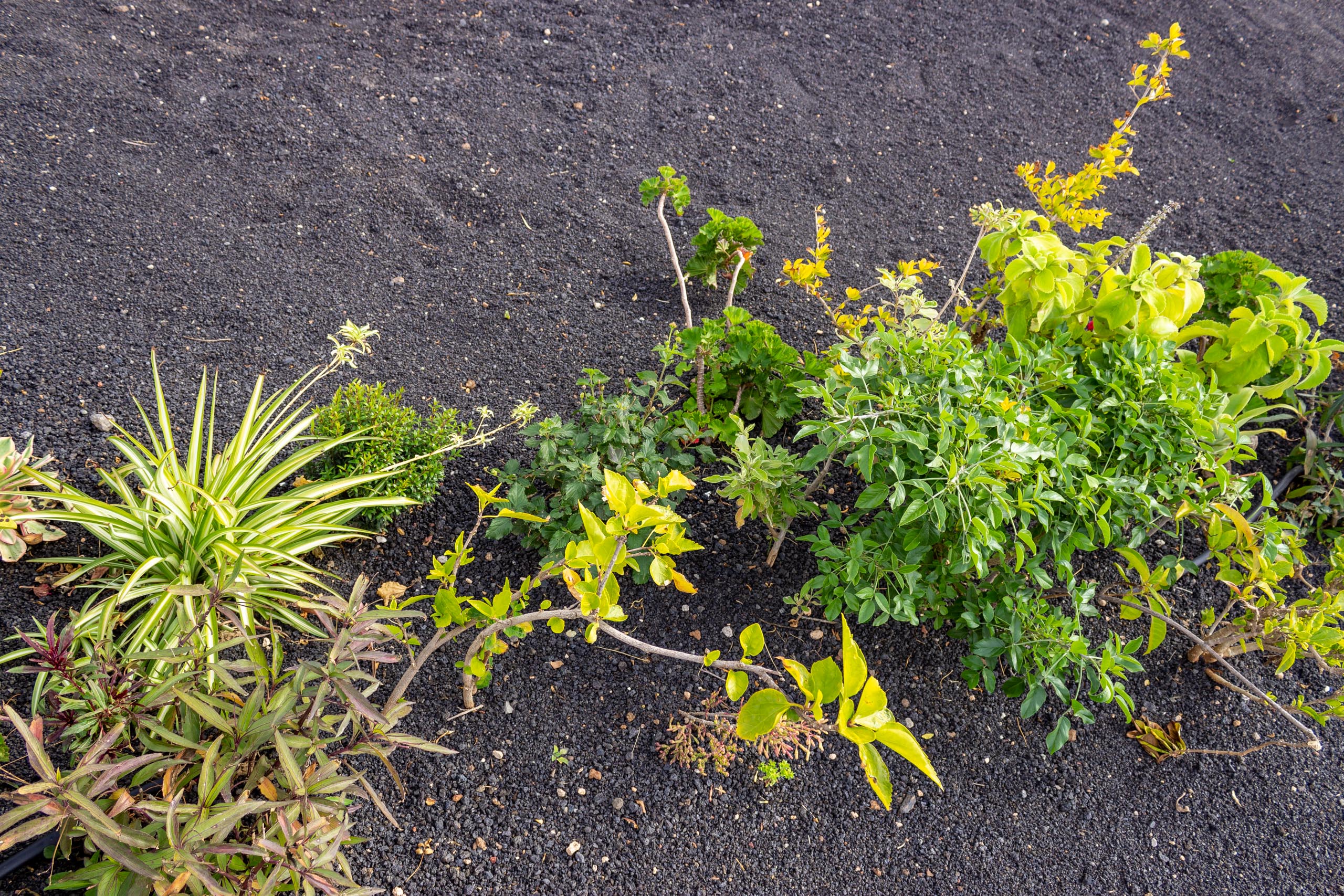2023 02 LasBrenas 1. Februar der Garten 049