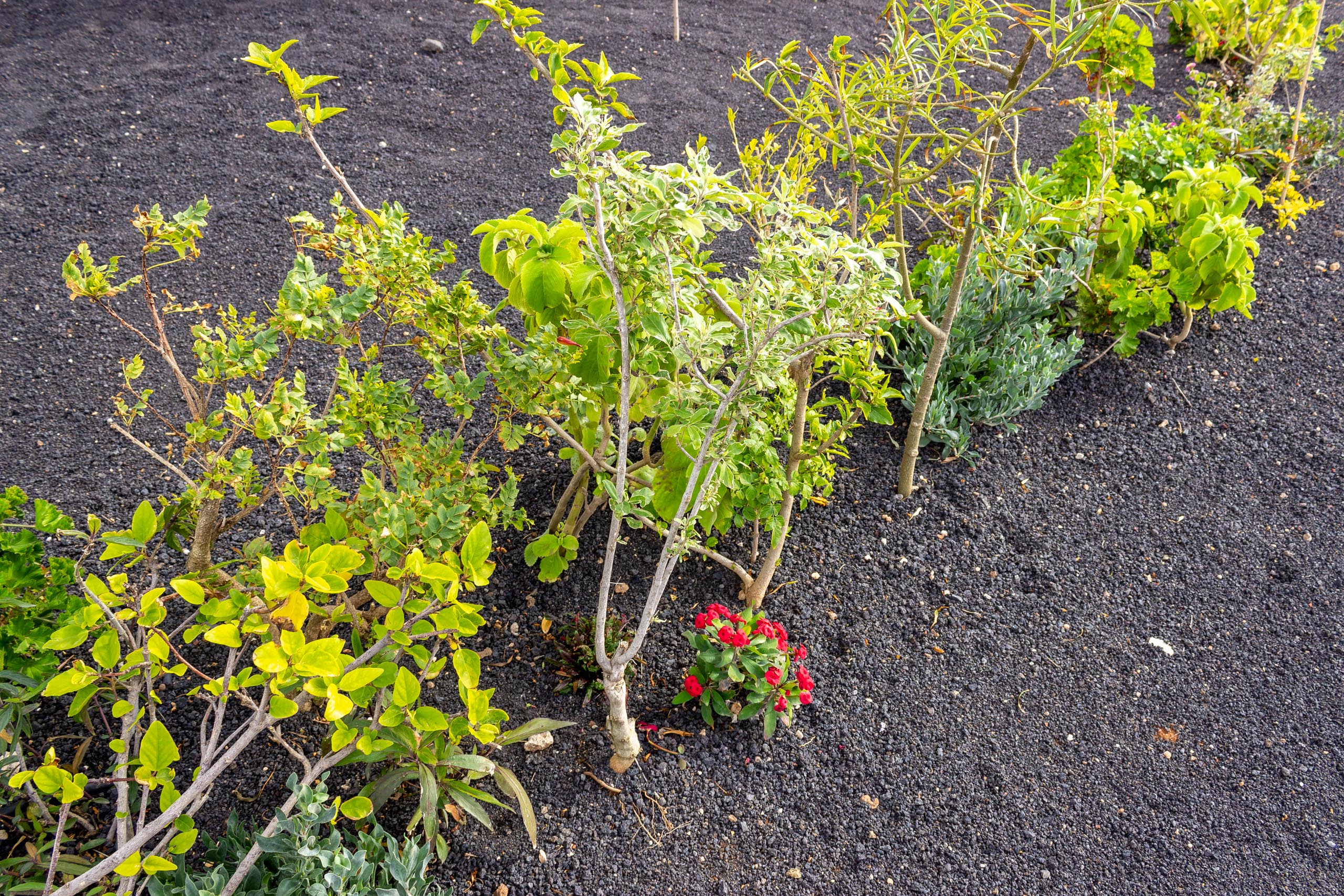 2023 02 LasBrenas 1. Februar der Garten 051