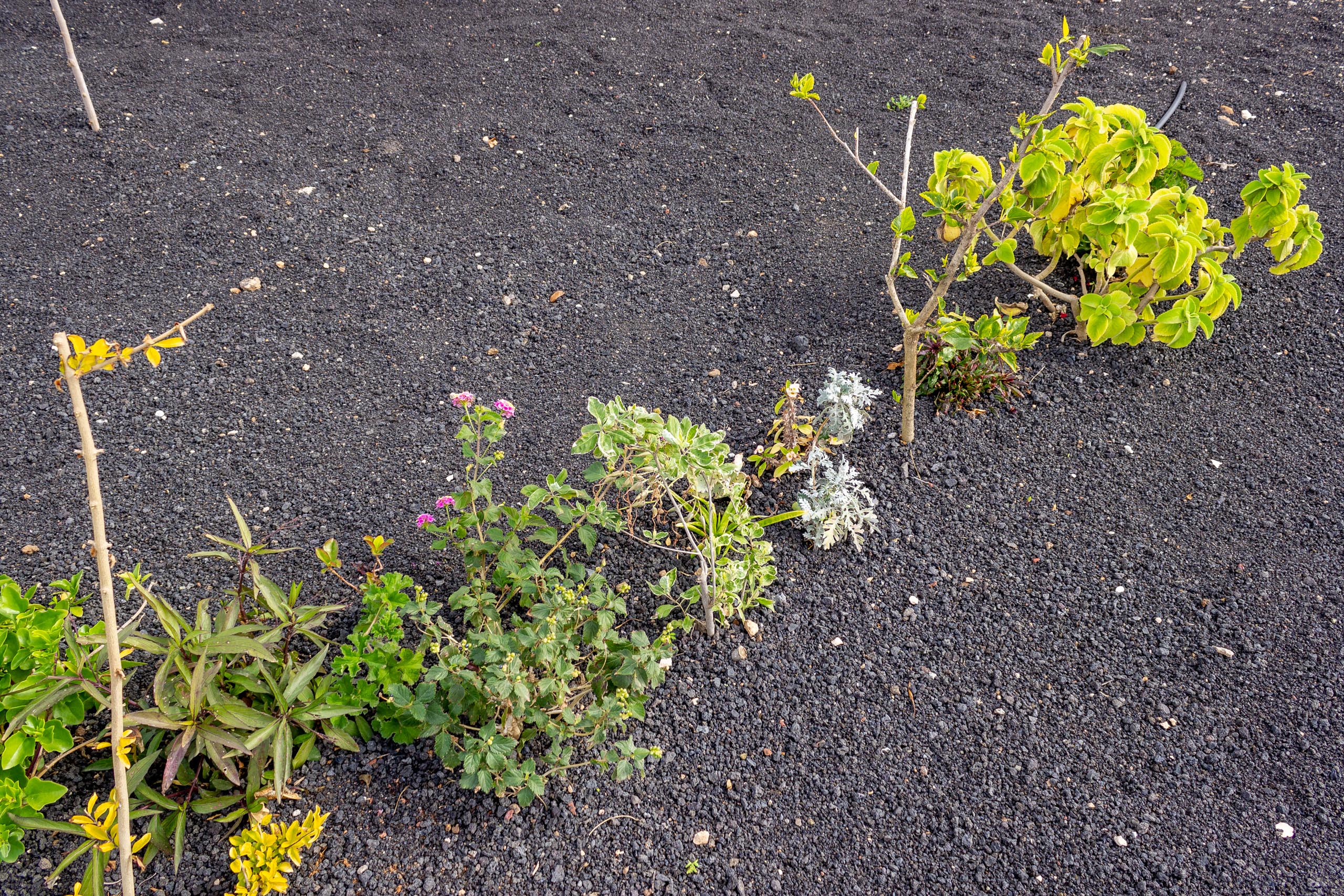 2023 02 LasBrenas 1. Februar der Garten 053