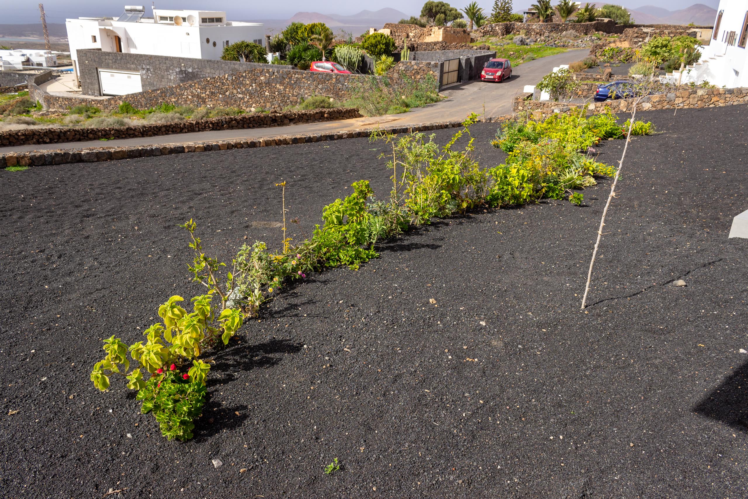 2023 02 LasBrenas 1. Februar der Garten 056