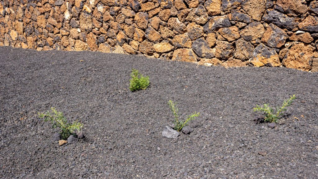 2023 04 LasBrenas 1. April Kakteen 001