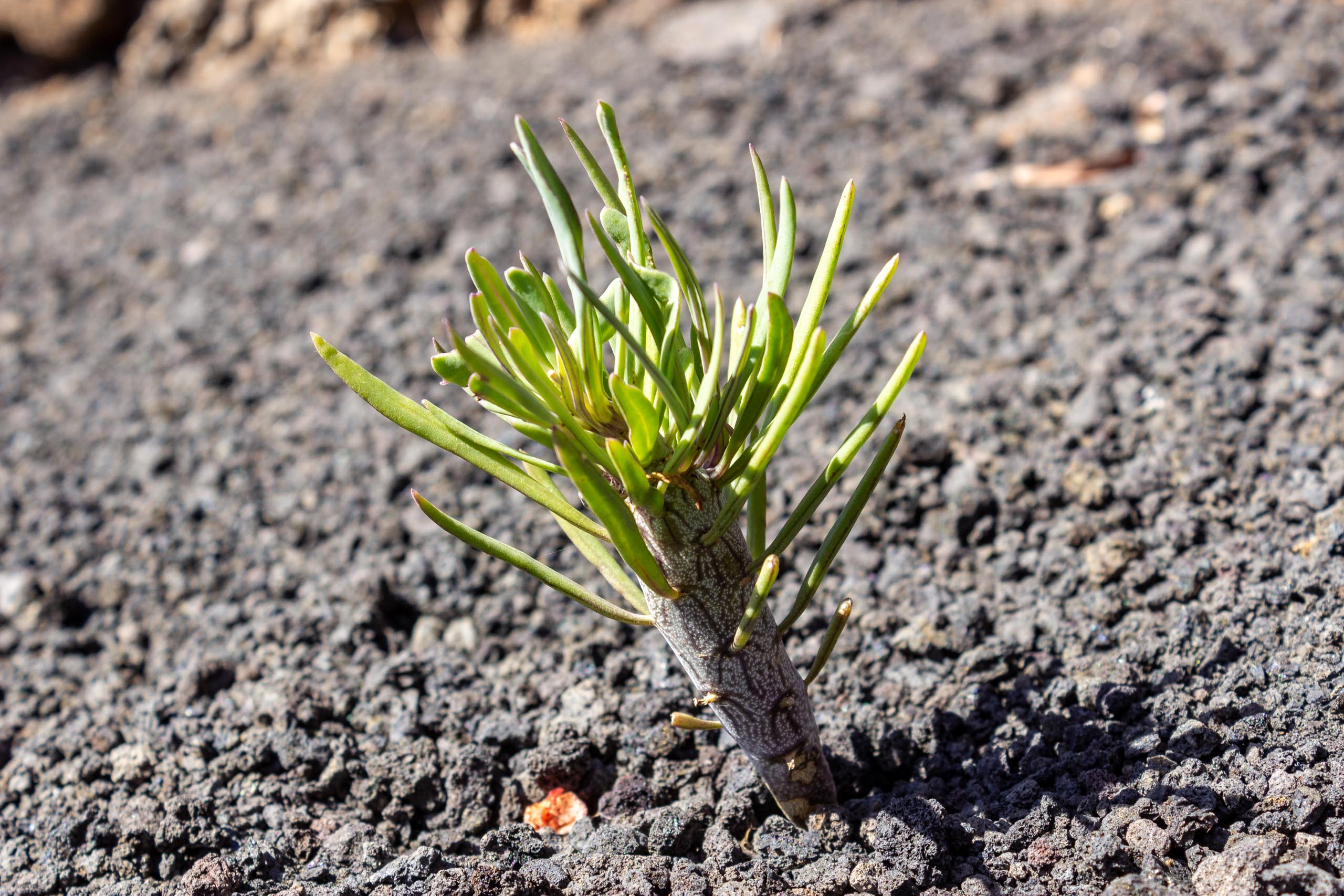 2023 04 LasBrenas 1. April Kakteen 005