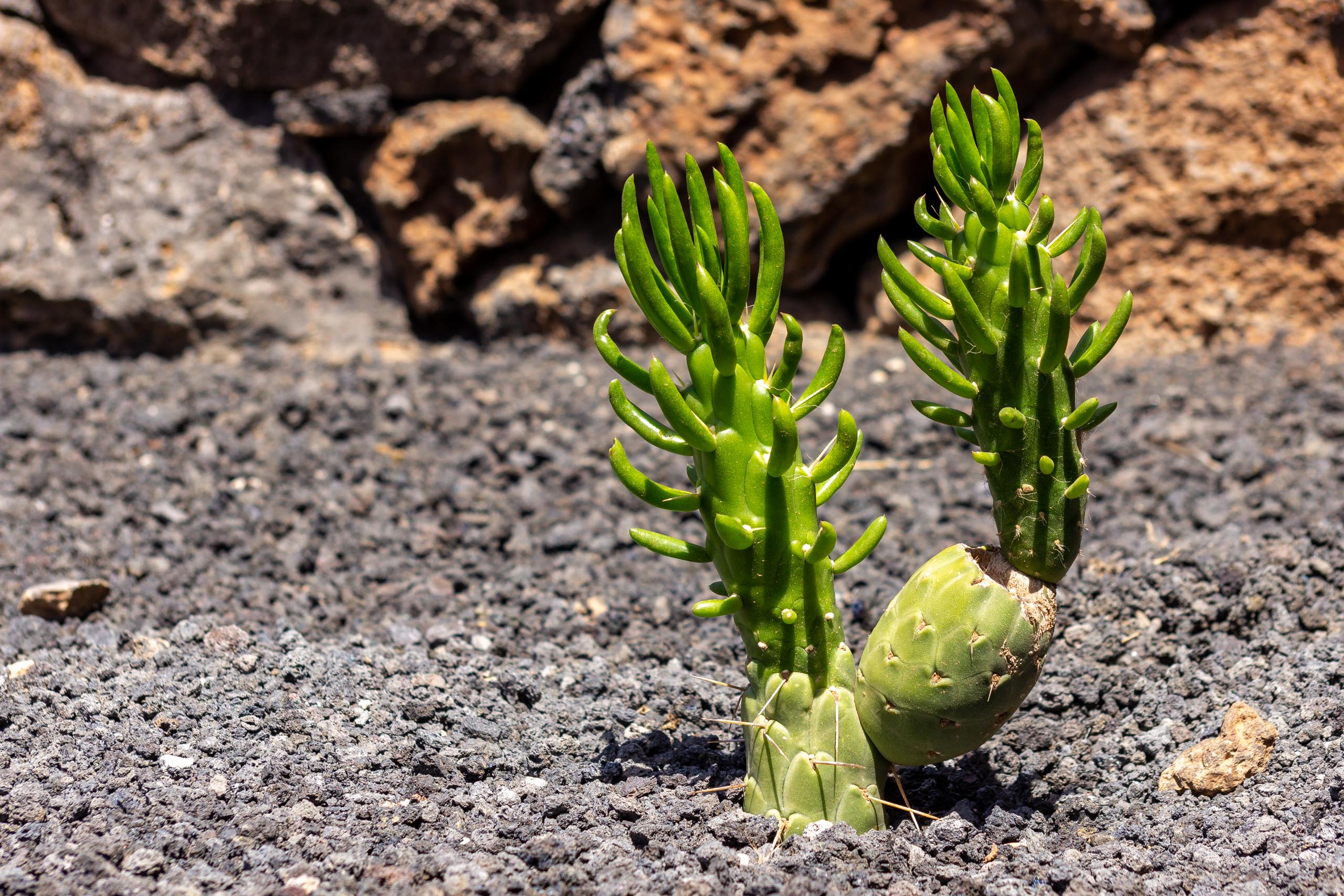 2023 04 LasBrenas 1. April Kakteen 007