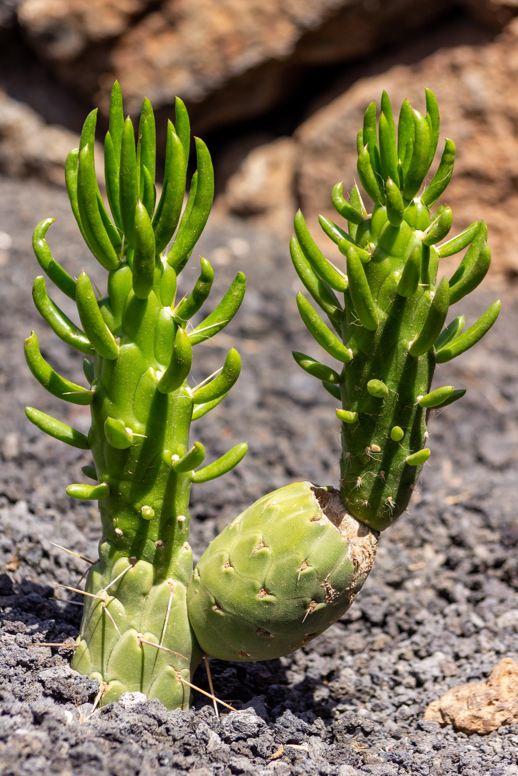 2023 04 LasBrenas 1. April Kakteen 009