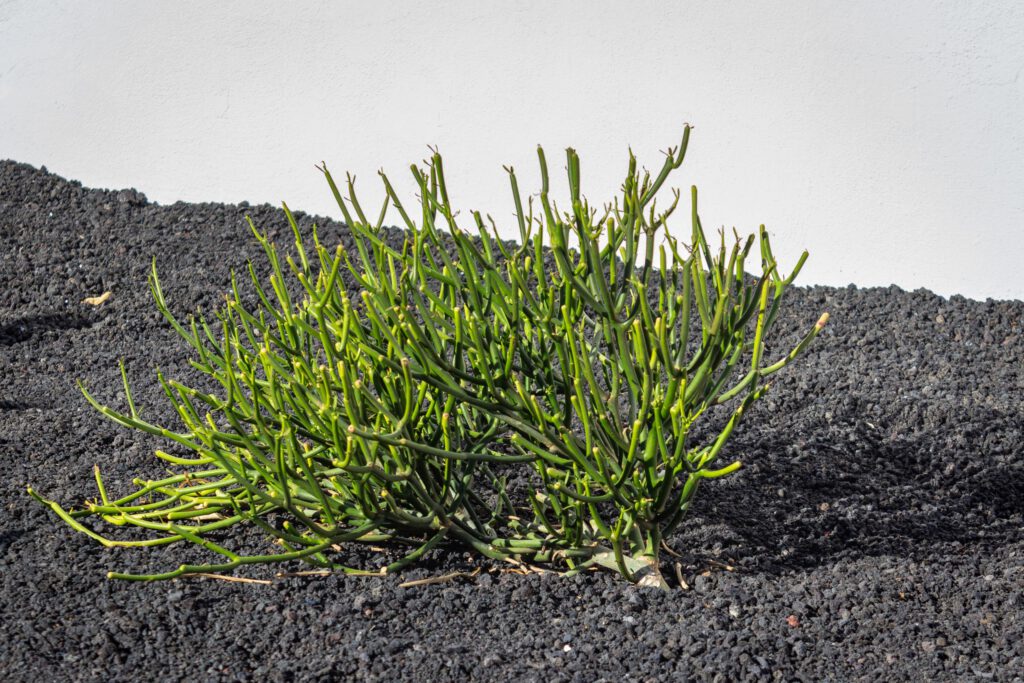 2023 11 LasBreñas 1. November die Hintergartenkakteen 001