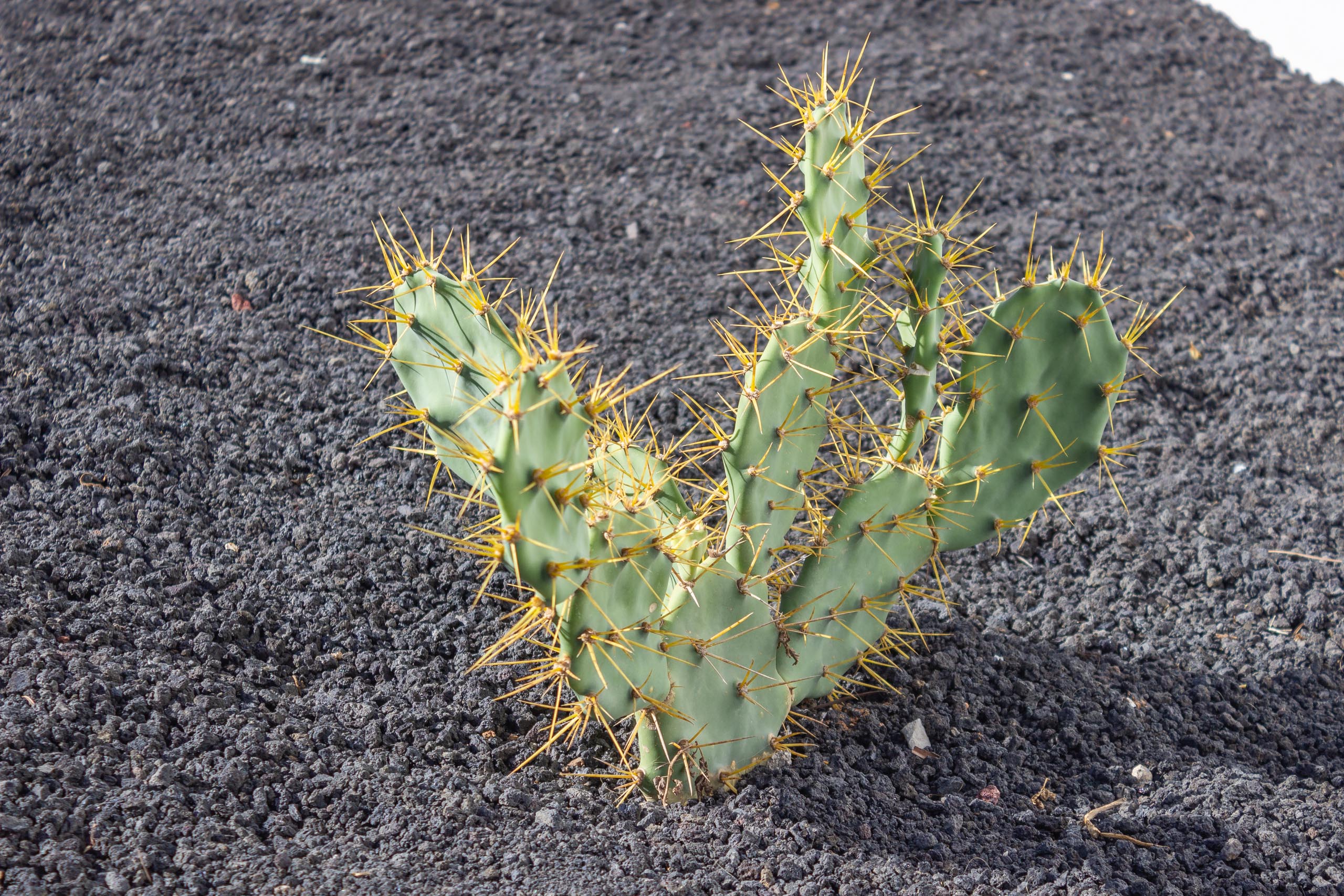 2023 11 LasBreñas 1 de noviembre los cactus del jardín trasero 002