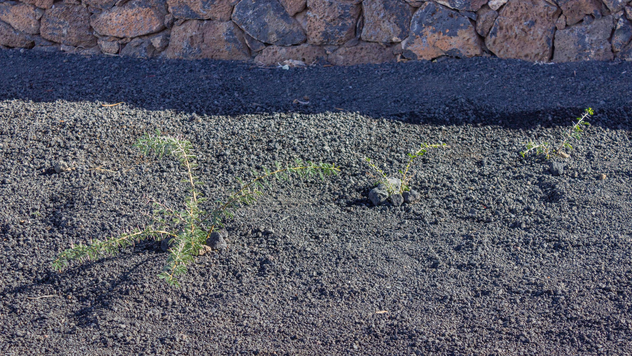 2023 11 LasBreñas 1. November die Hintergartenkakteen 005