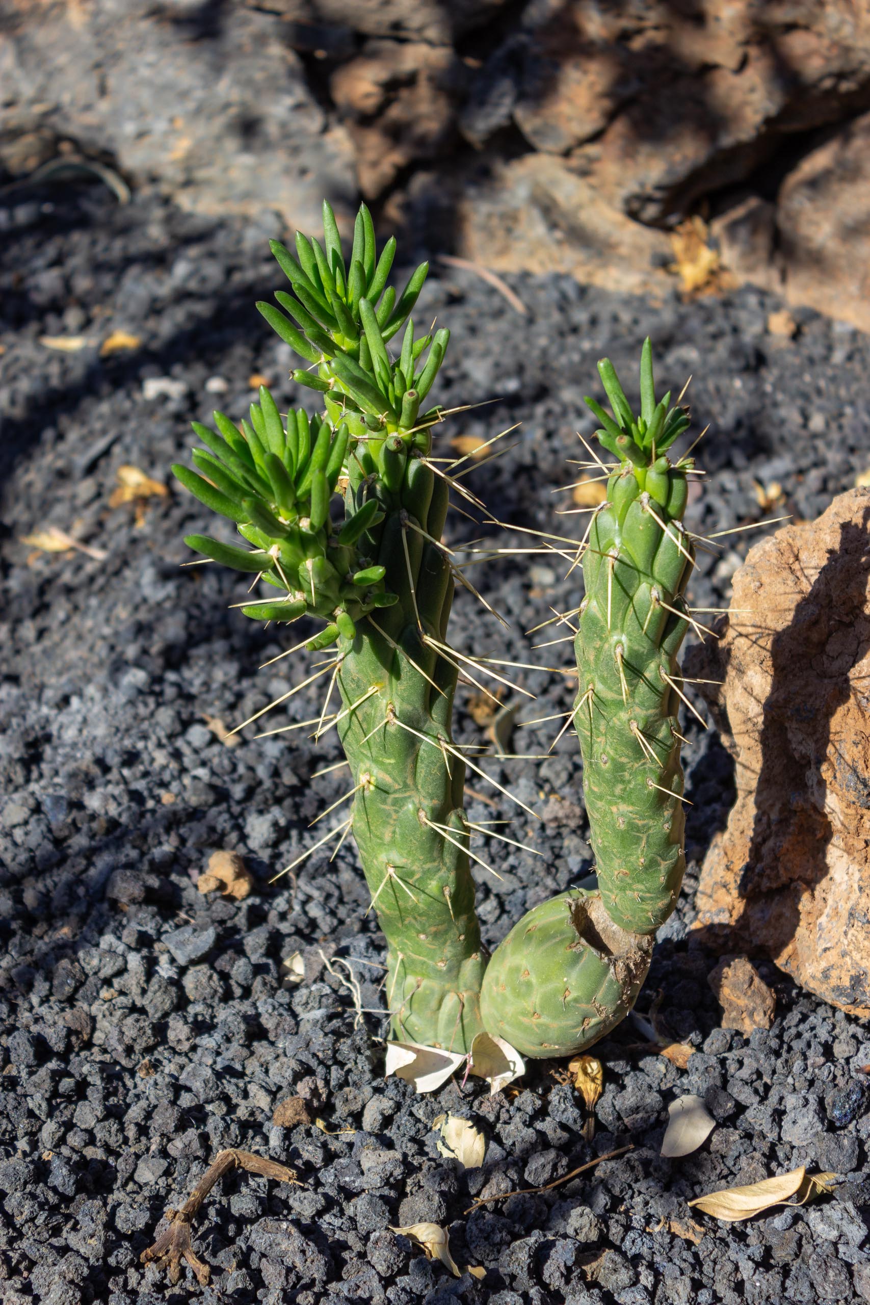 2023 11 LasBreñas 1. November die Hintergartenkakteen 006