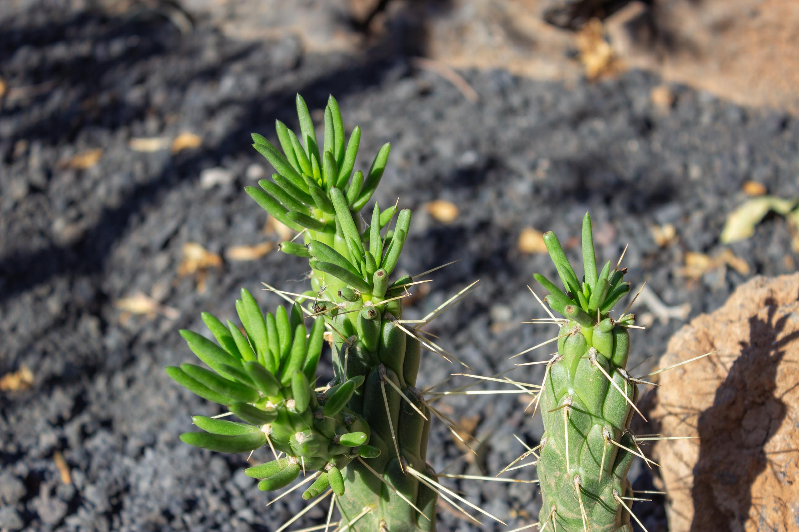 2023 11 LasBreñas 1. November die Hintergartenkakteen 007