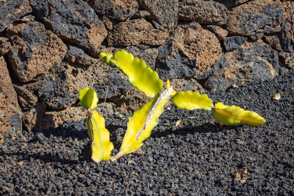 2023 11 LasBreñas 1. November der Hintergarten die Rückwand 001