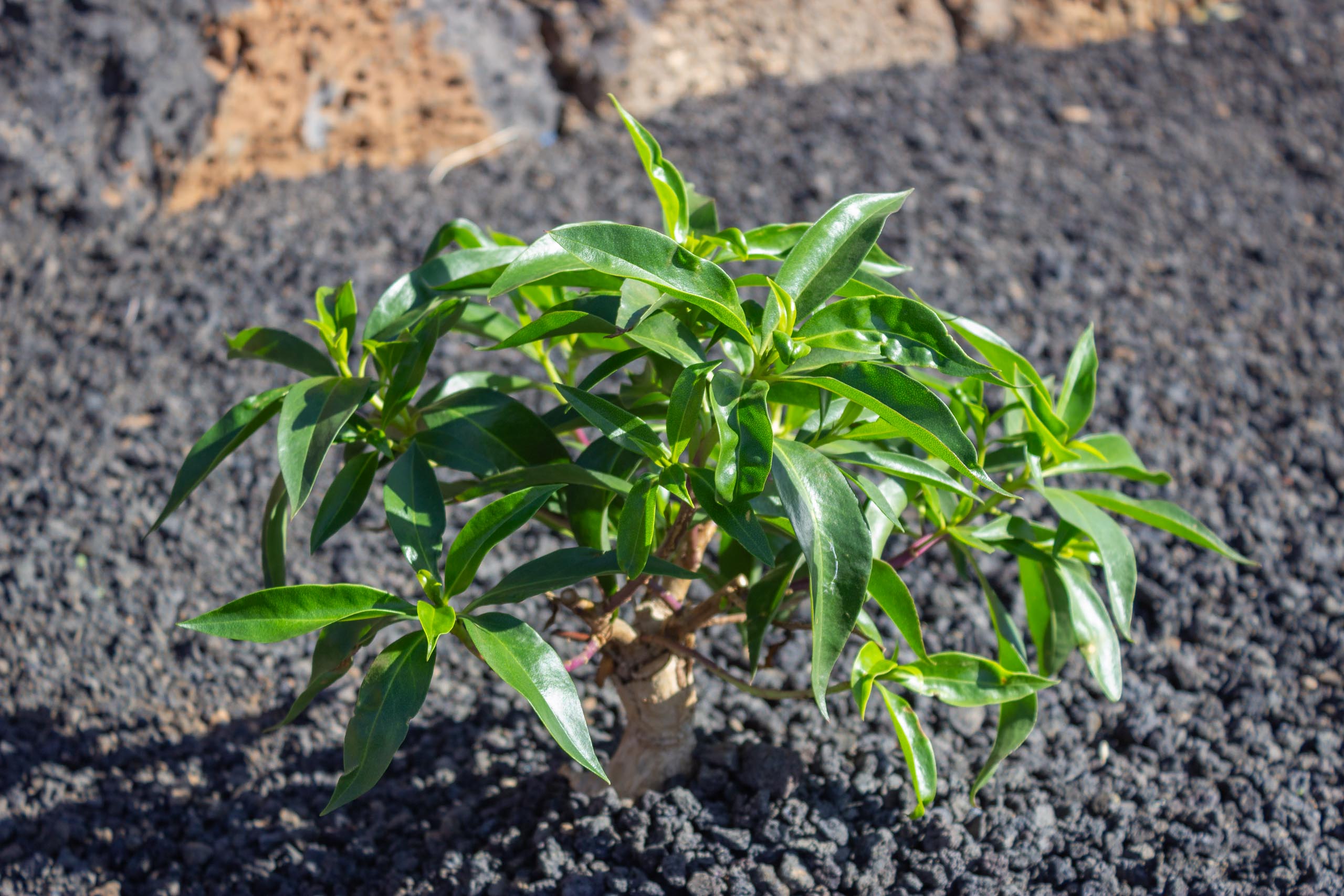 2023 11 LasBreñas 1. November der Hintergarten die Rückwand 005