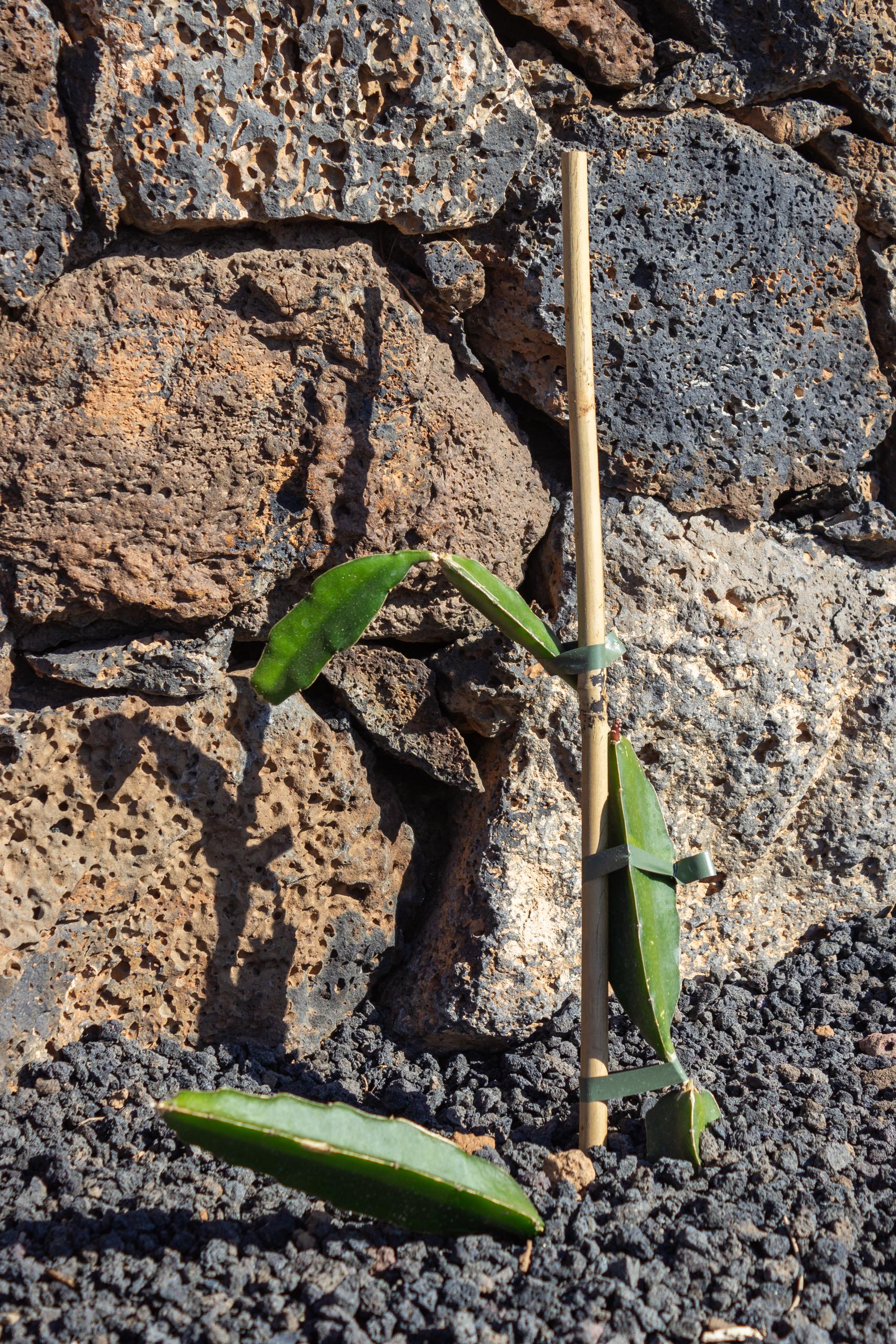 2023 11 LasBreñas 1. November der Hintergarten die Rückwand 006