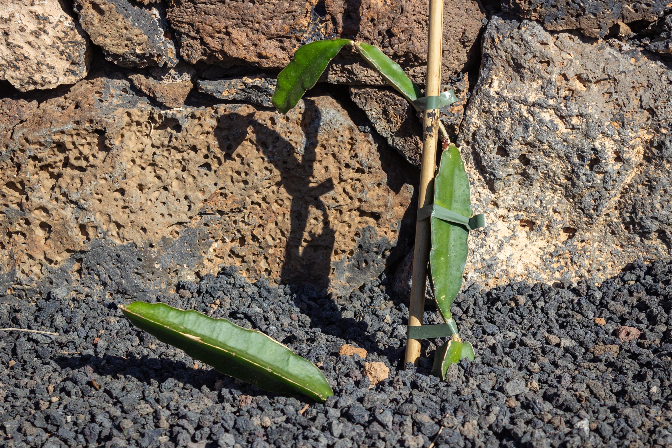 2023 11 LasBreñas 1. November der Hintergarten die Rückwand 007