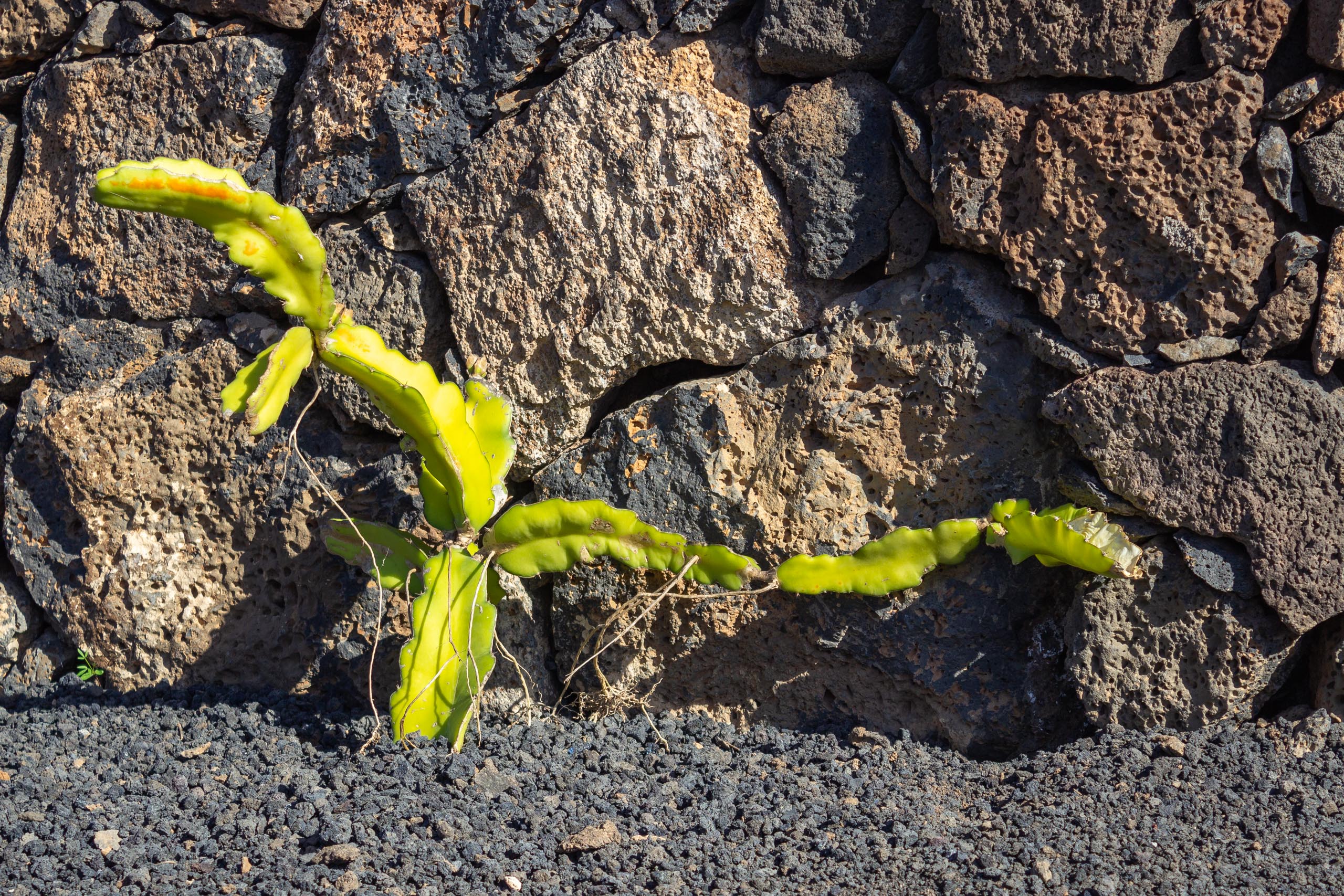 2023 11 LasBreñas 1. November der Hintergarten die Rückwand 008
