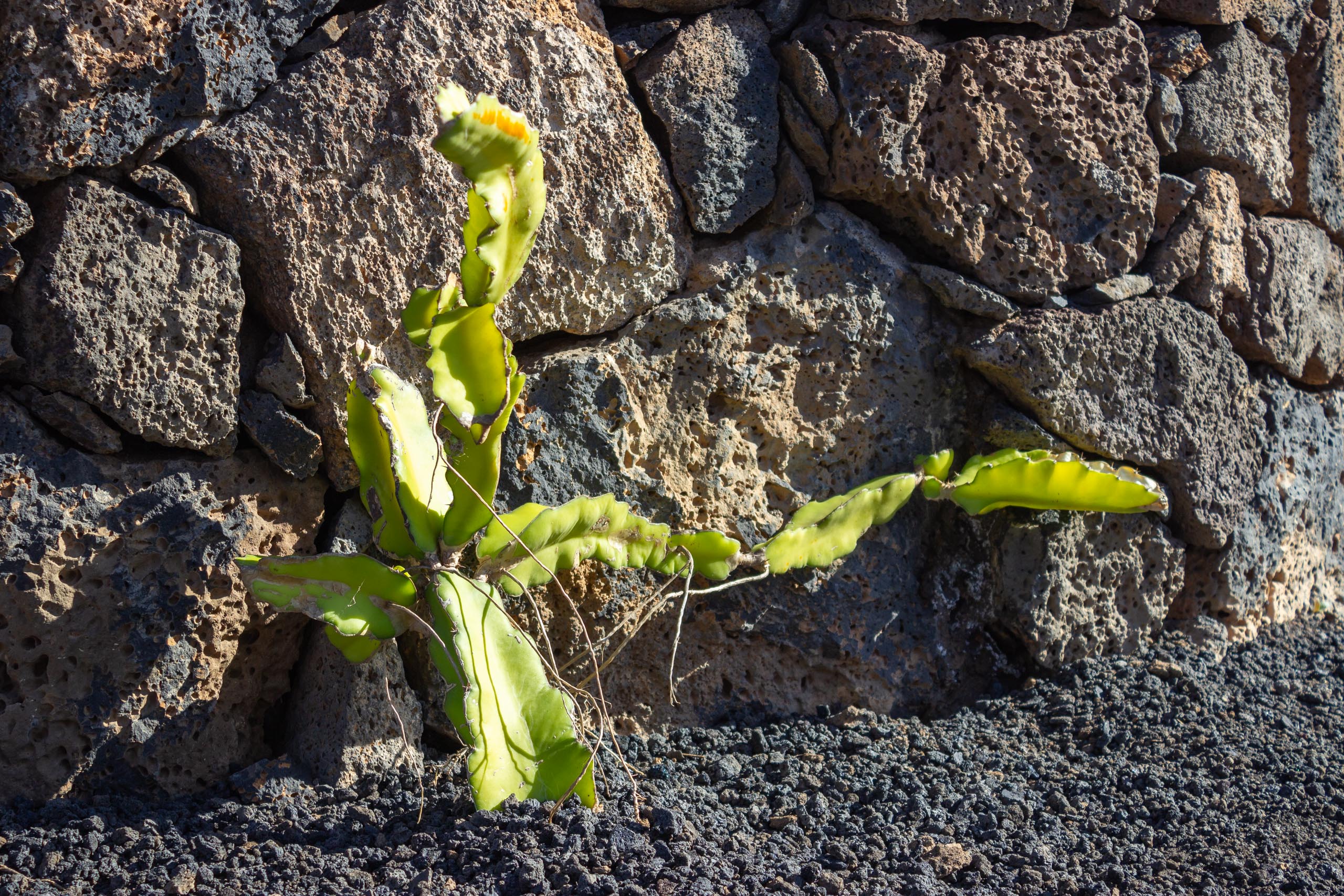 2023 11 LasBreñas 1. November der Hintergarten die Rückwand 009