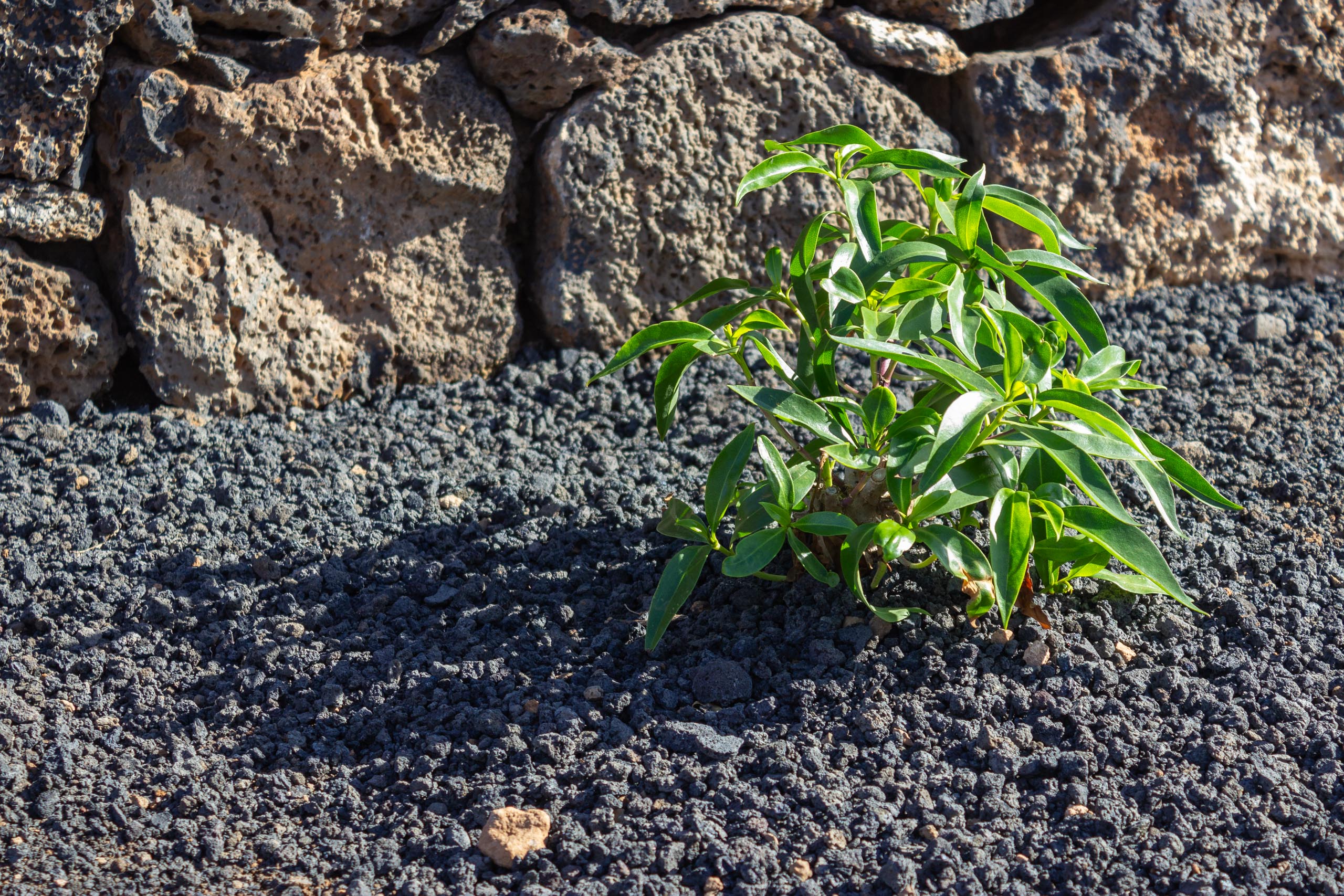 2023 11 LasBreñas 1. November der Hintergarten die Rückwand 010