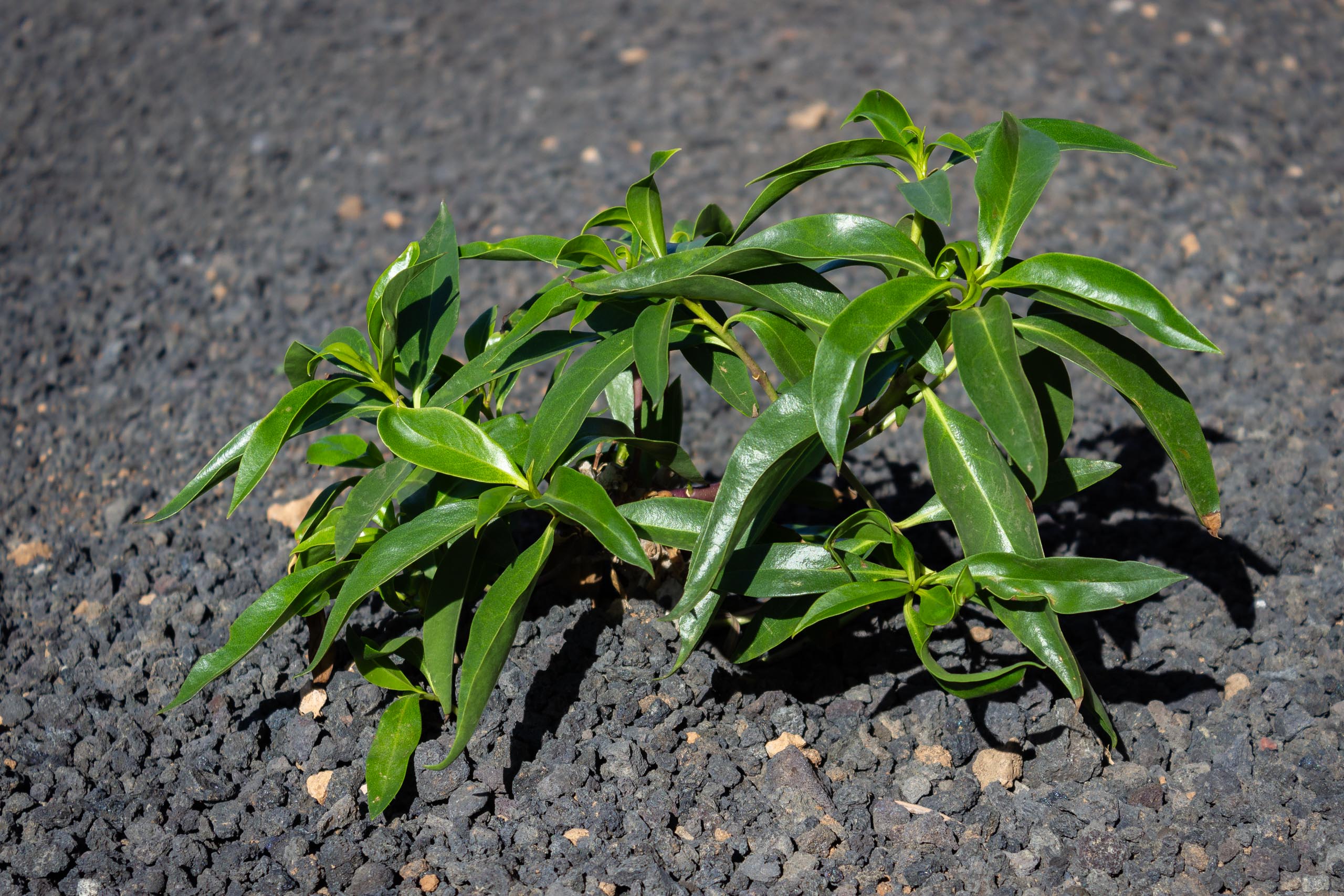 2023 11 LasBreñas 1. November der Hintergarten die Rückwand 011