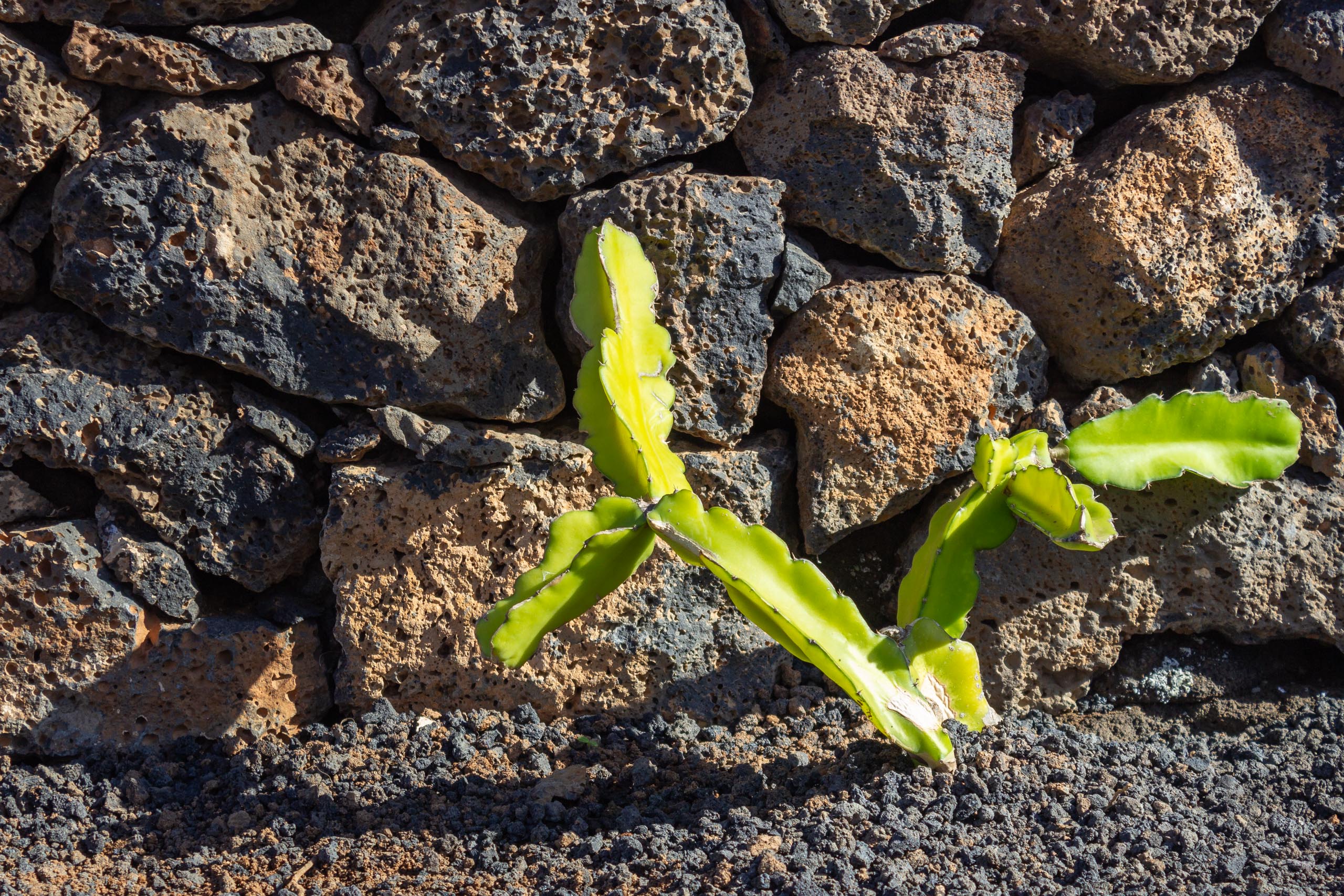 2023 11 LasBreñas 1. November der Hintergarten die Rückwand 012