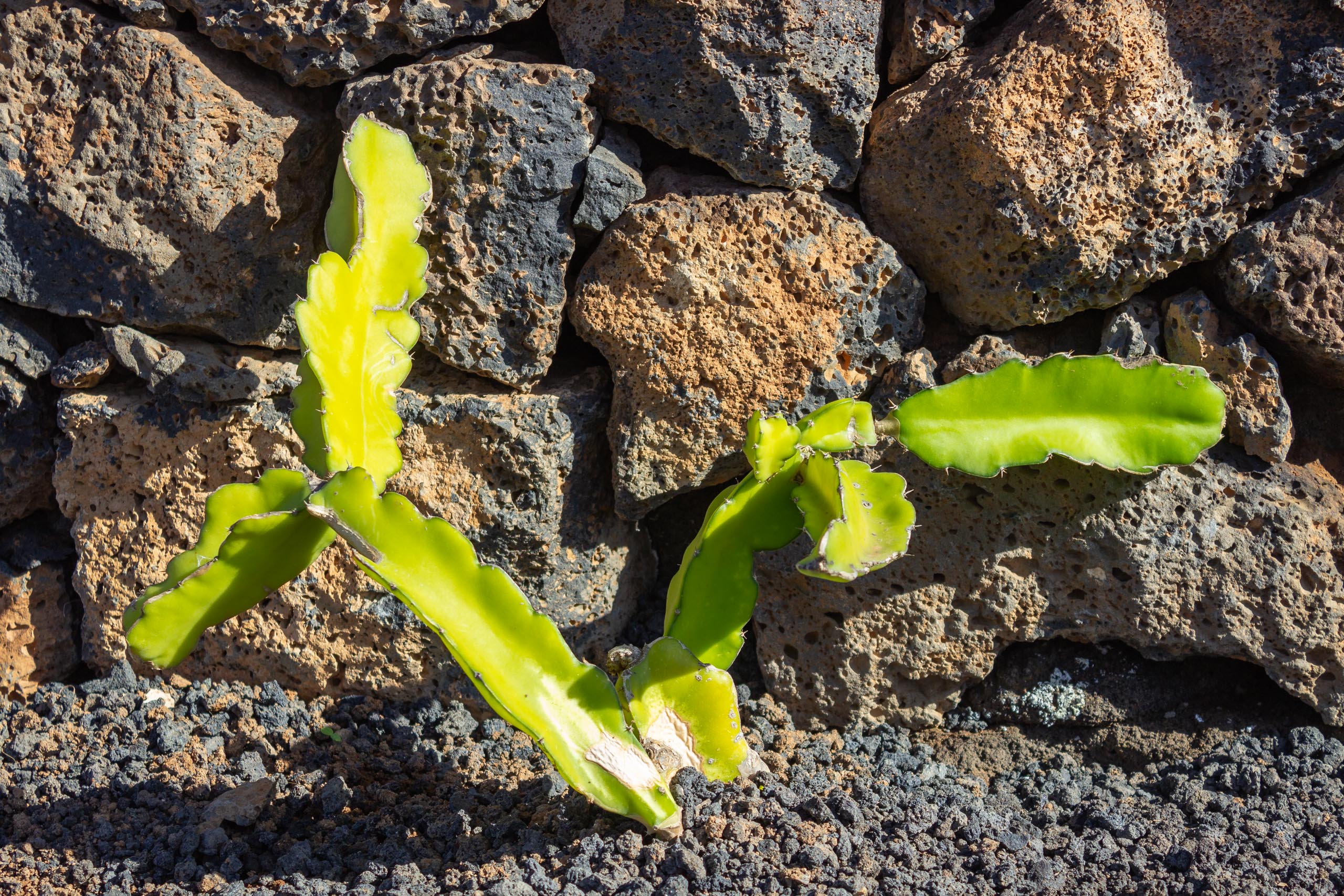 2023 11 LasBreñas 1. November der Hintergarten die Rückwand 013