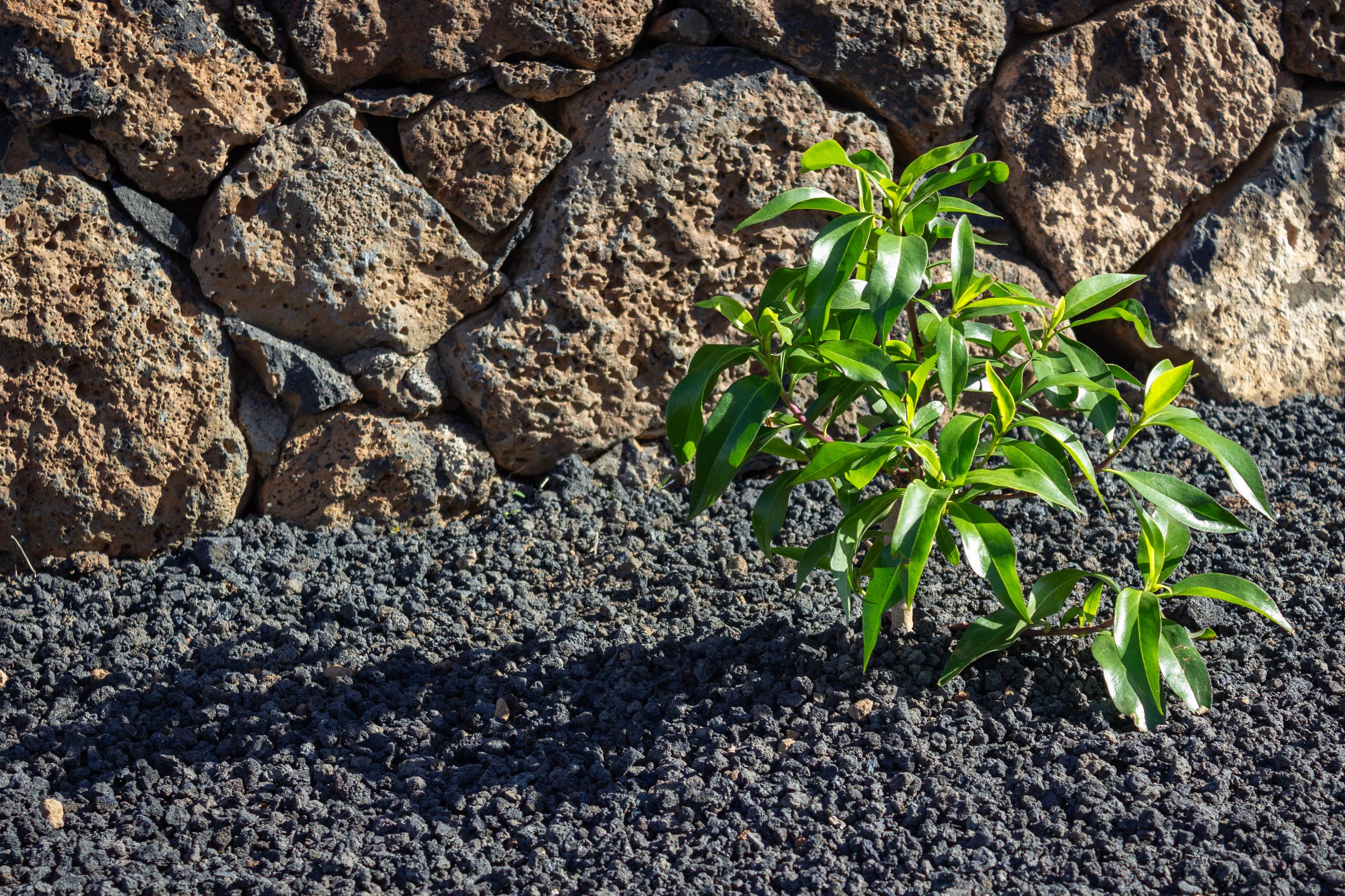 2023 11 LasBreñas 1. November der Hintergarten die Rückwand 014