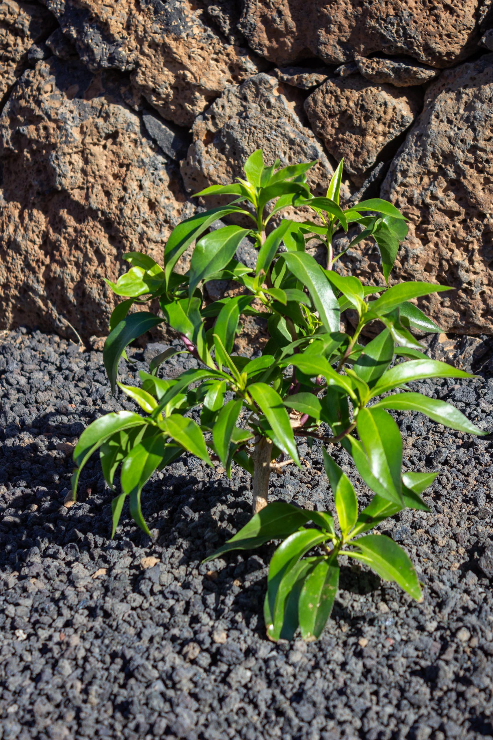 2023 11 LasBreñas 1. November der Hintergarten die Rückwand 015