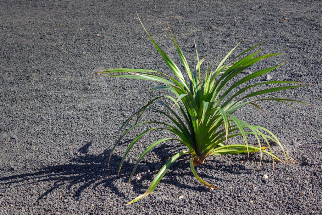 2023 11 LasBreñas 1. November der hintere Garten die vordere Wand 001