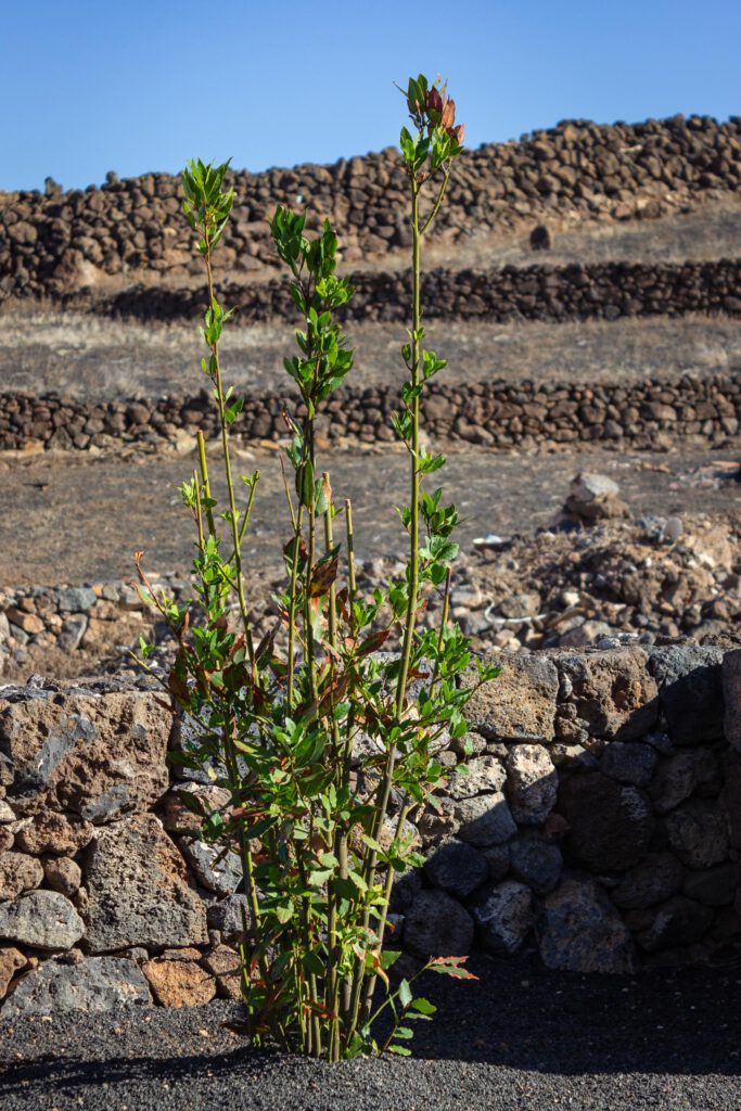 2023 11 LasBreñas 1. November die Bäume im Hintergarten 001
