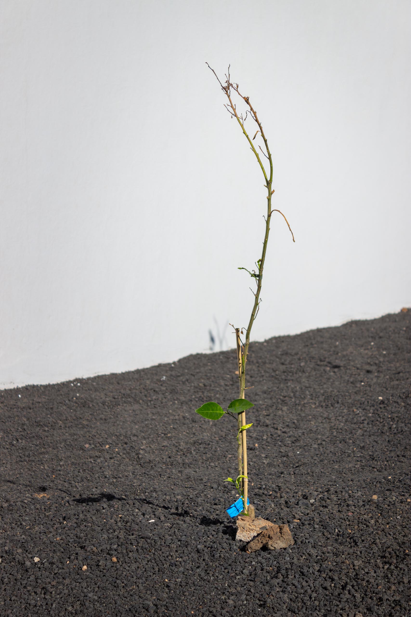 2023 11 LasBreñas 1. November die Bäume im Hintergarten 005