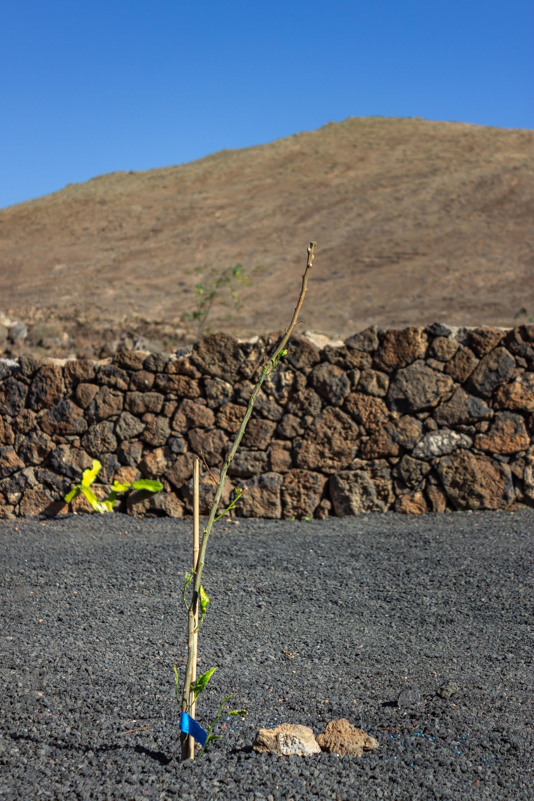 2023 11 LasBreñas 1. November die Bäume im Hintergarten 006