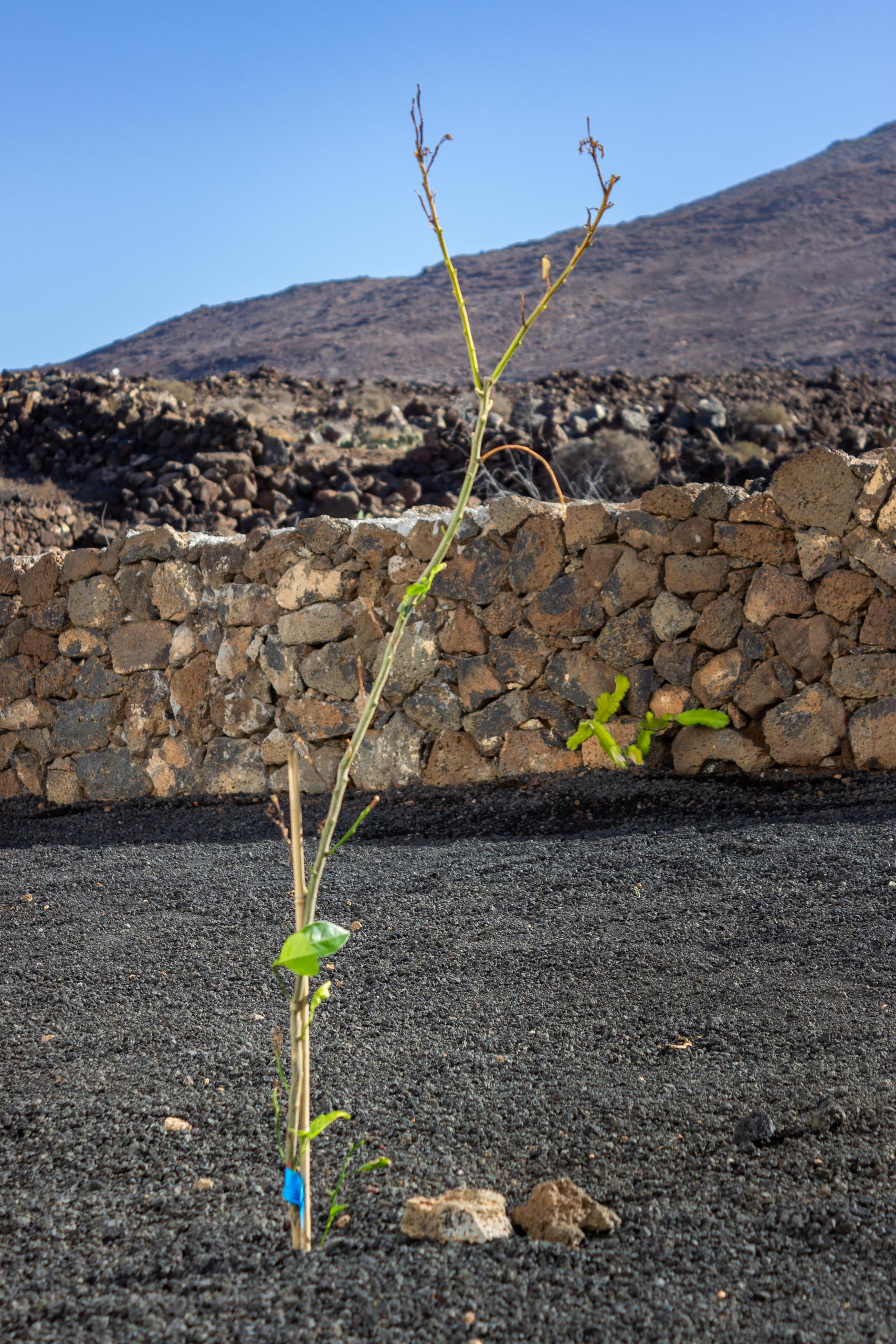 2023 11 LasBreñas 1. November die Bäume im Hintergarten 007