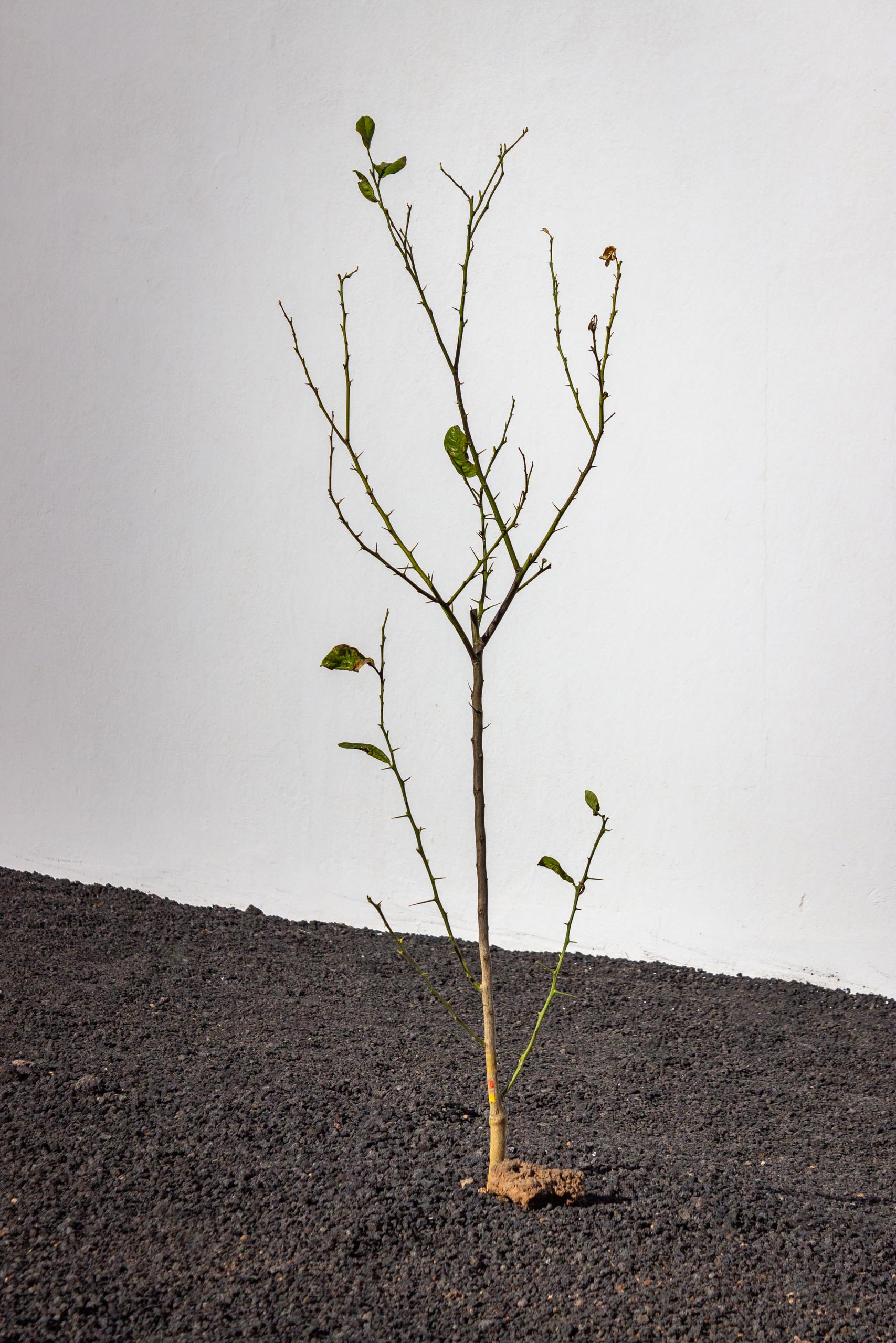 2023 11 LasBreñas 1. November die Bäume im Hintergarten 008