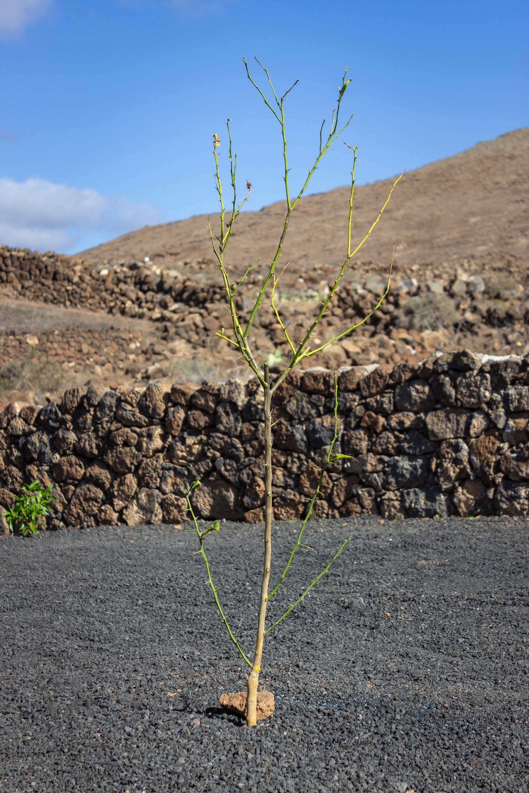 2023 11 LasBreñas 1. November die Bäume im Hintergarten 009