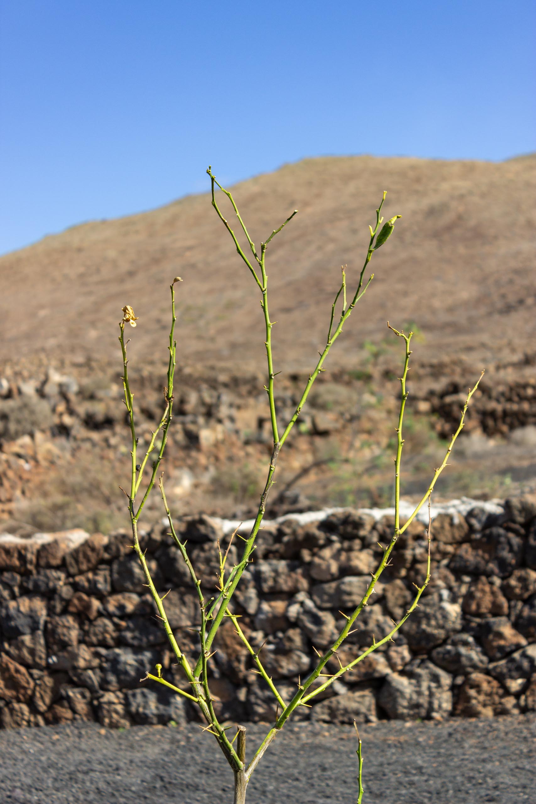 2023 11 LasBreñas 1. November die Bäume im Hintergarten 010