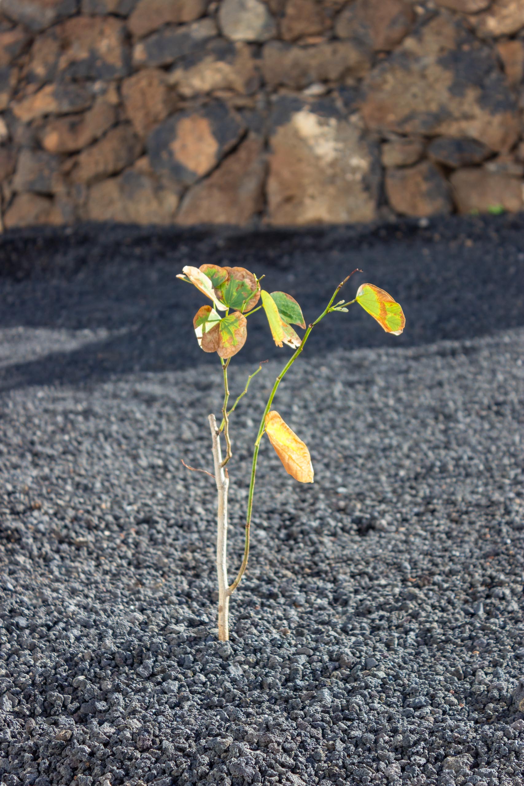 2023 11 LasBreñas 1. November die Bäume im Hintergarten 011