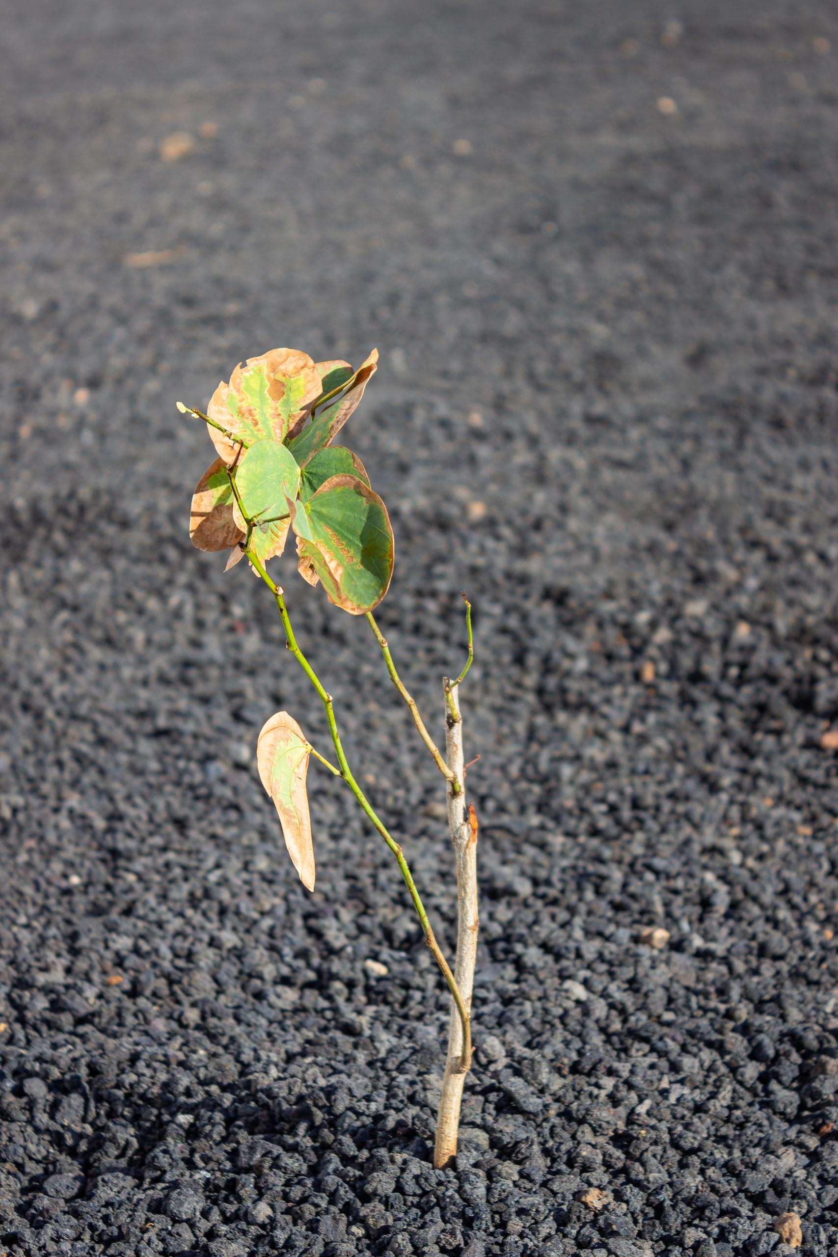 2023 11 LasBreñas 1. November die Bäume im Hintergarten 012