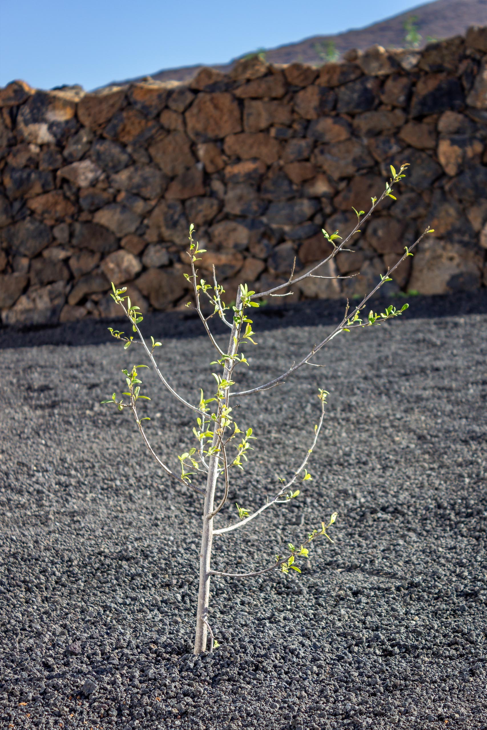 2023 11 LasBreñas 1. November die Bäume im Hintergarten 013