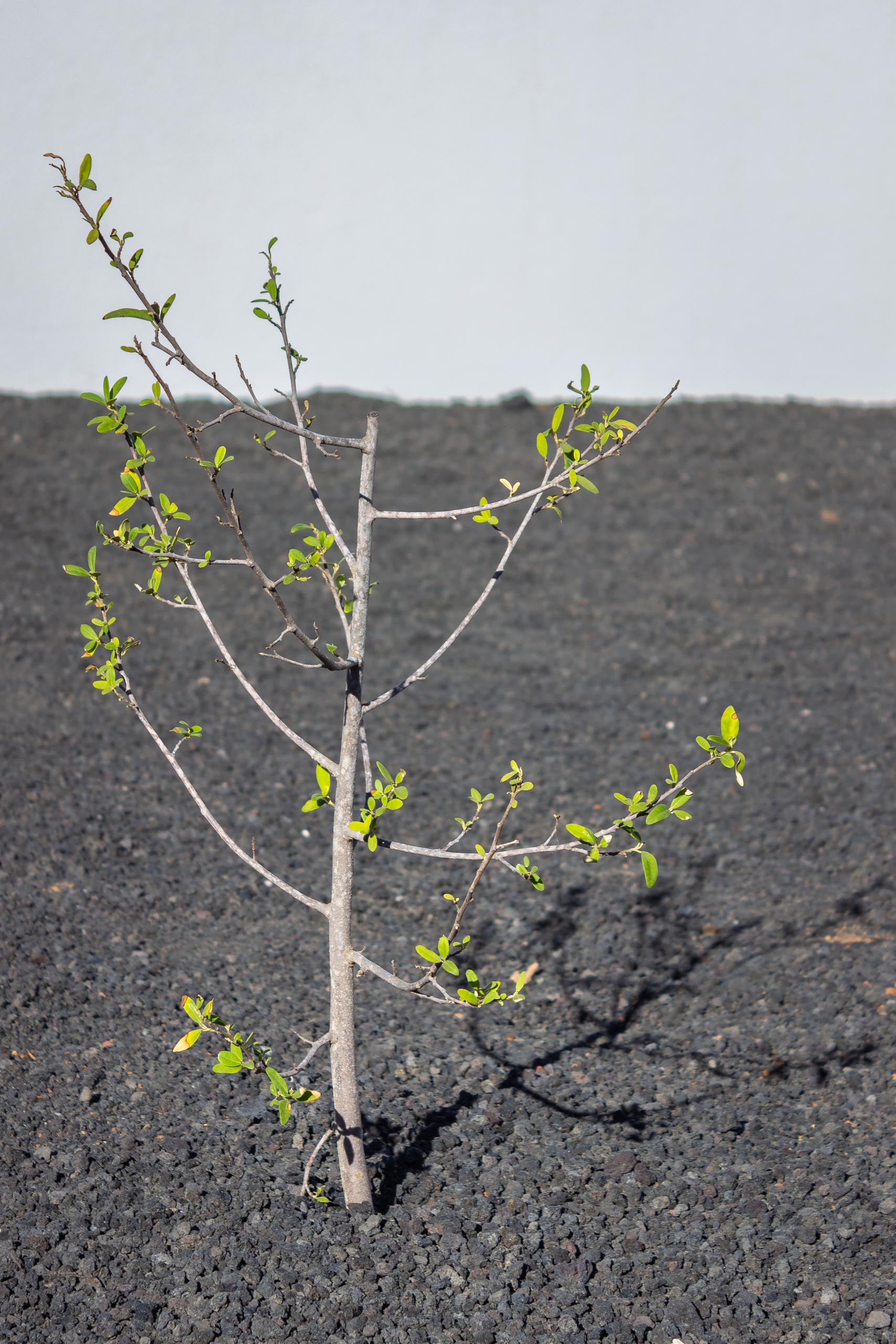 2023 11 LasBreñas 1. November die Bäume im Hintergarten 014