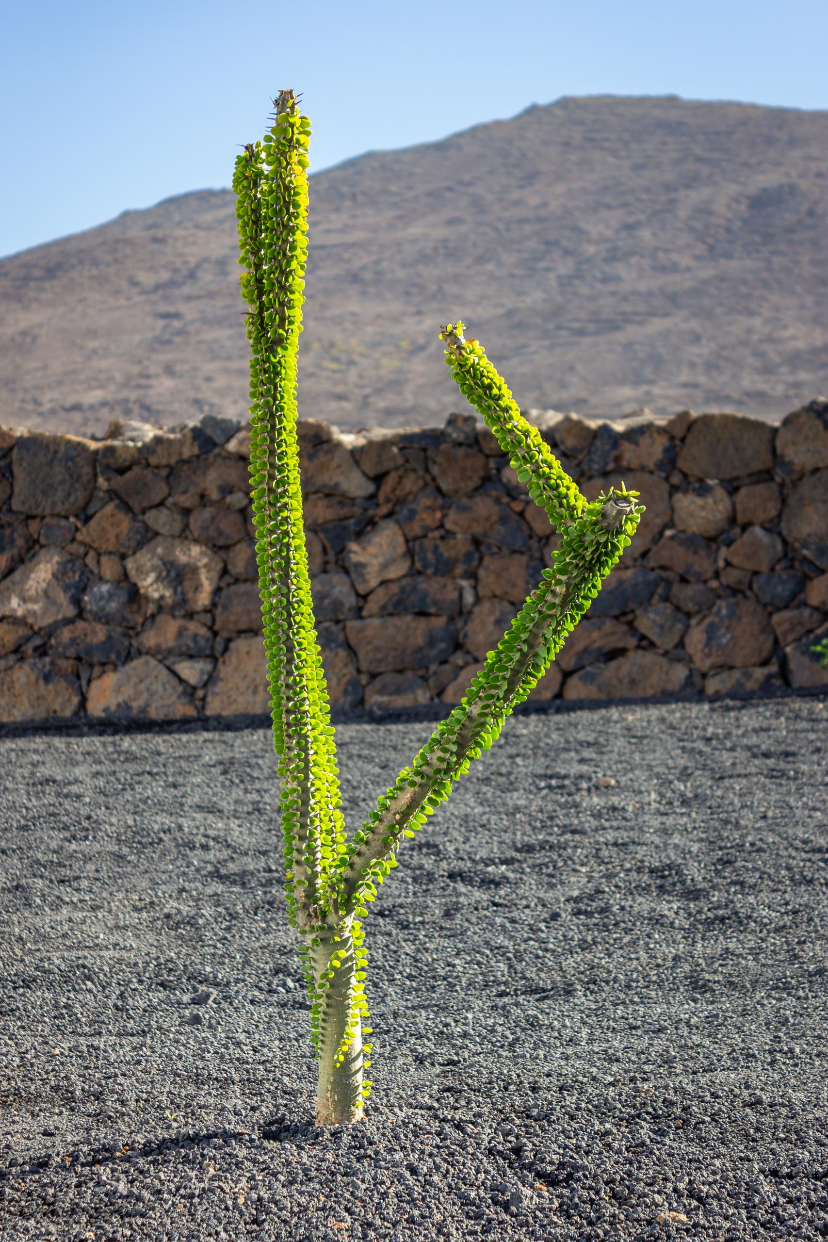 2023 11 LasBreñas 1. November die Bäume im Hintergarten 015