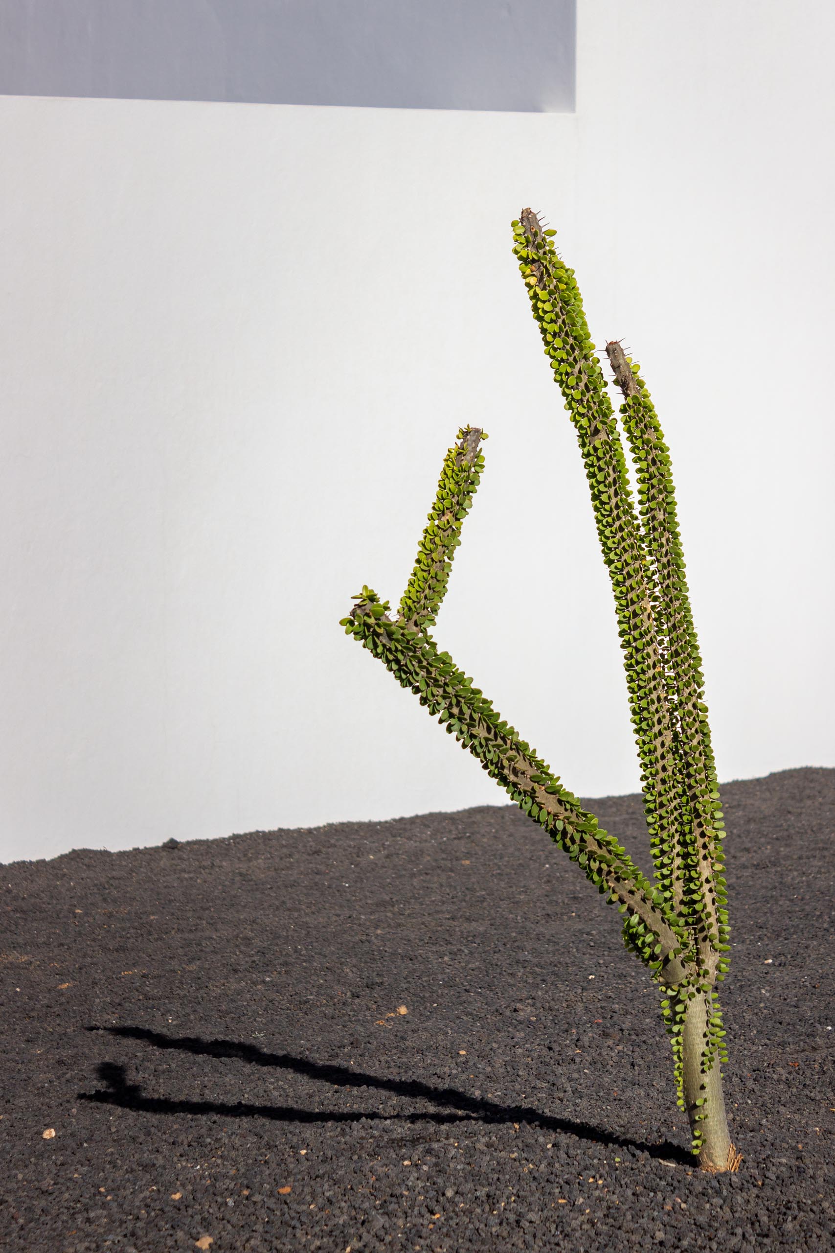 2023 11 LasBreñas 1. November die Bäume im Hintergarten 016