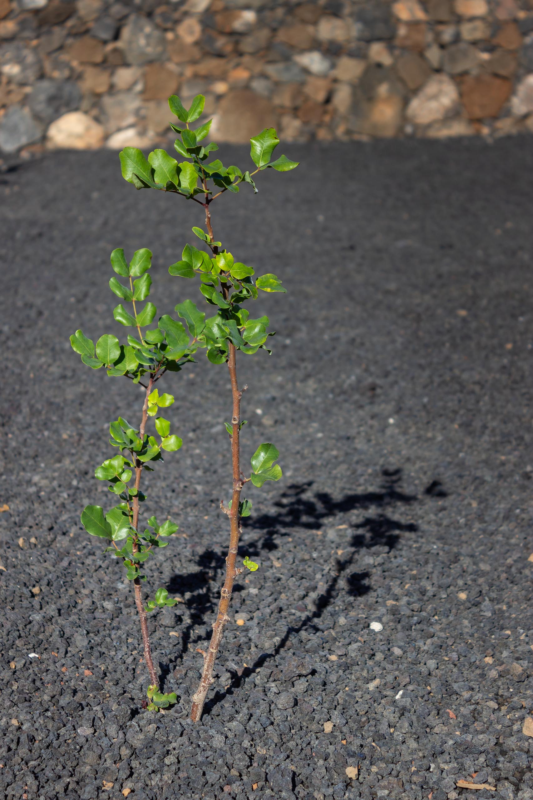 2023 11 LasBreñas 1. November die Bäume im Hintergarten 017