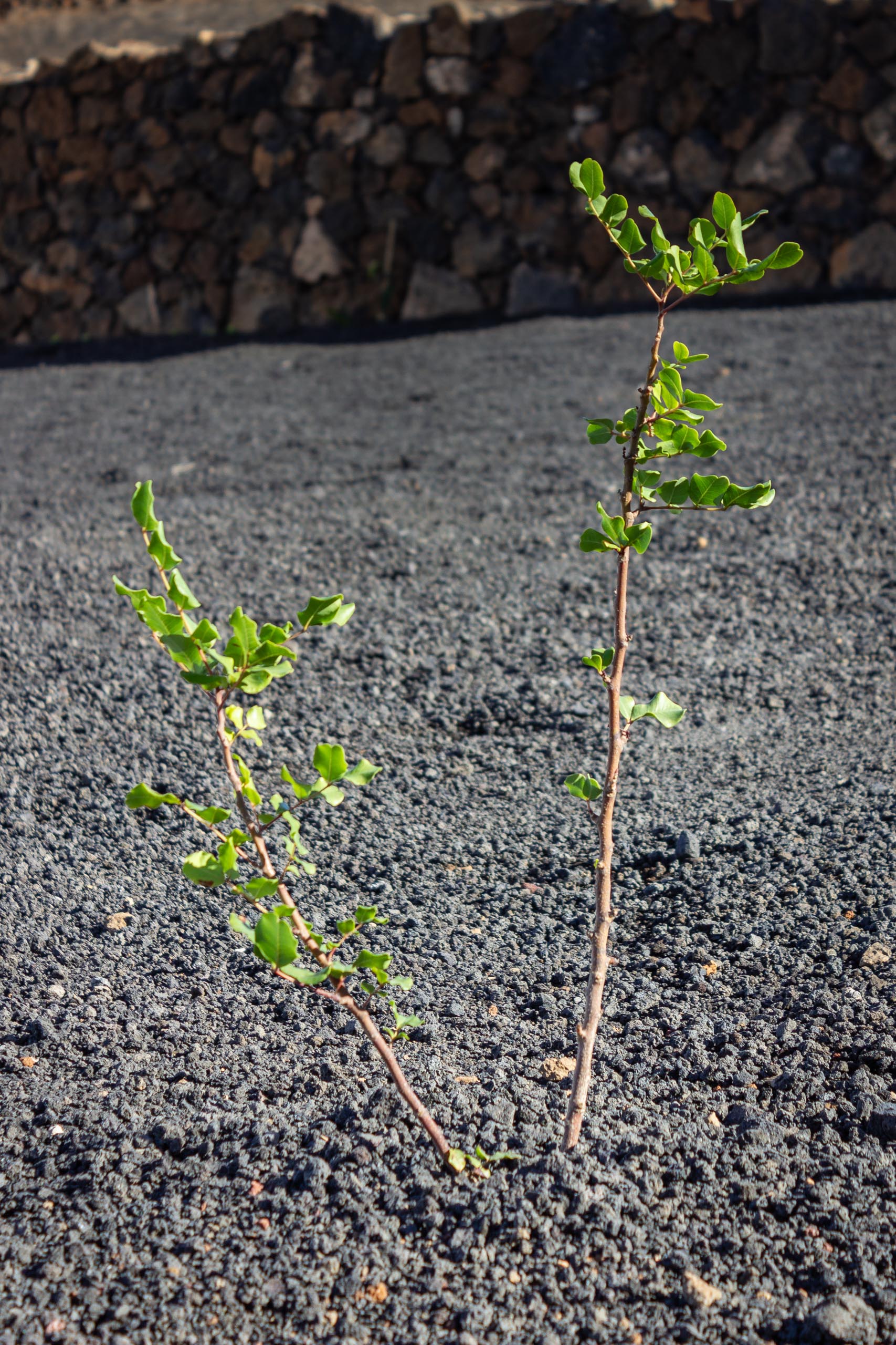 2023 11 LasBreñas 1. November die Bäume im Hintergarten 018