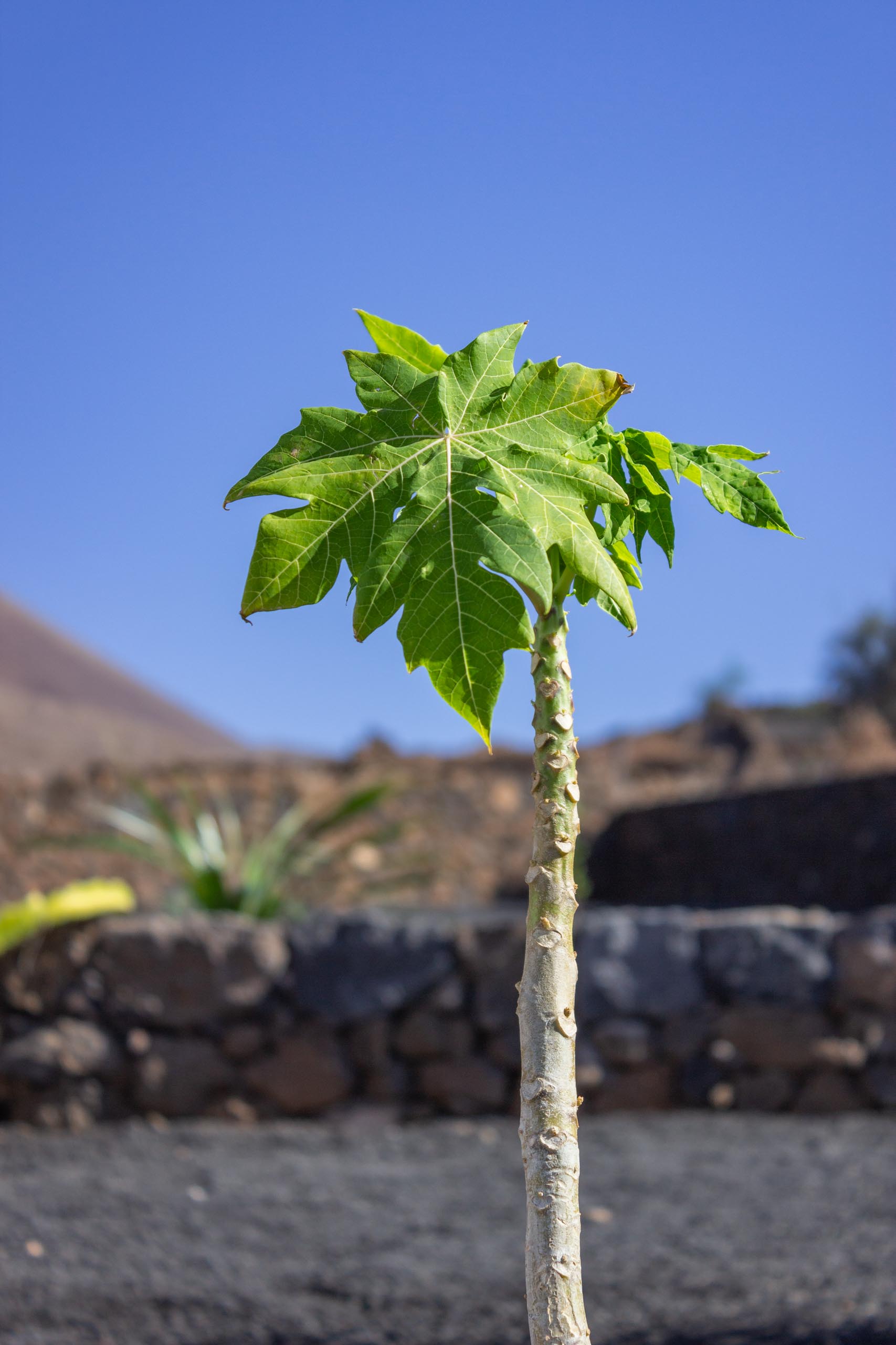 2023 11 LasBreñas 1. November der Eingang 005