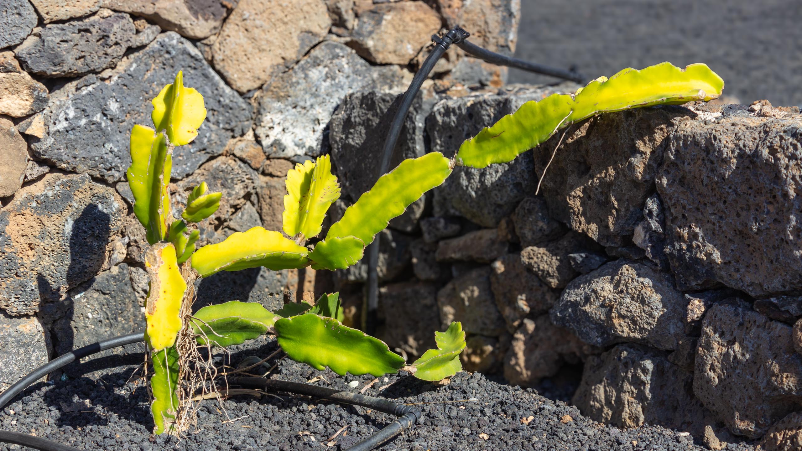 2023 11 LasBreñas 1. November der Eingang 006