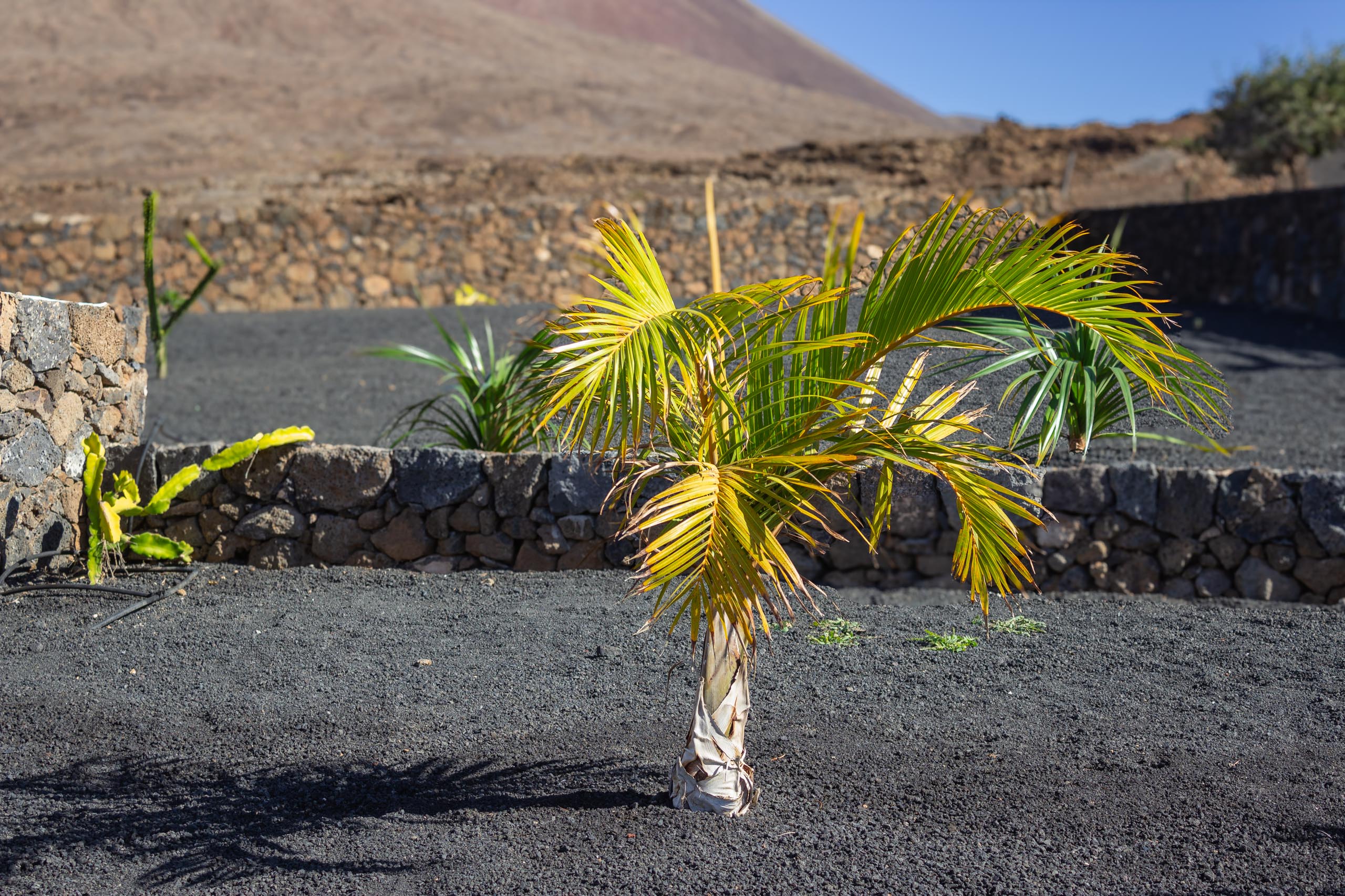 2023 11 LasBreñas 1. November der Eingang 008