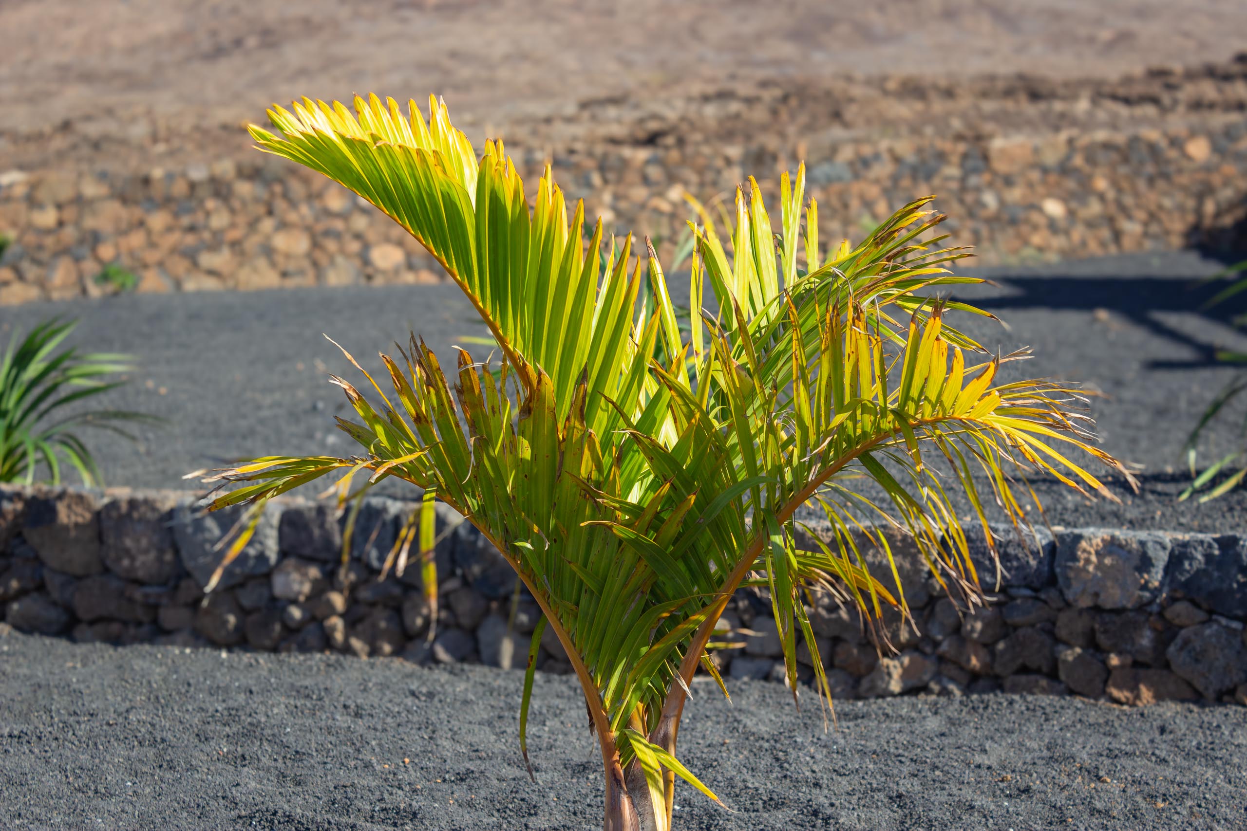 2023 11 LasBreñas 1. November der Eingang 010