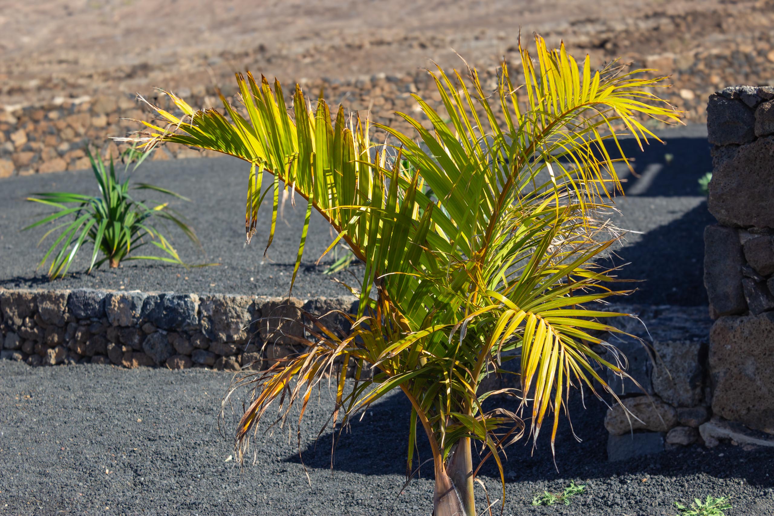 2023 11 LasBreñas 1. November der Eingang 011