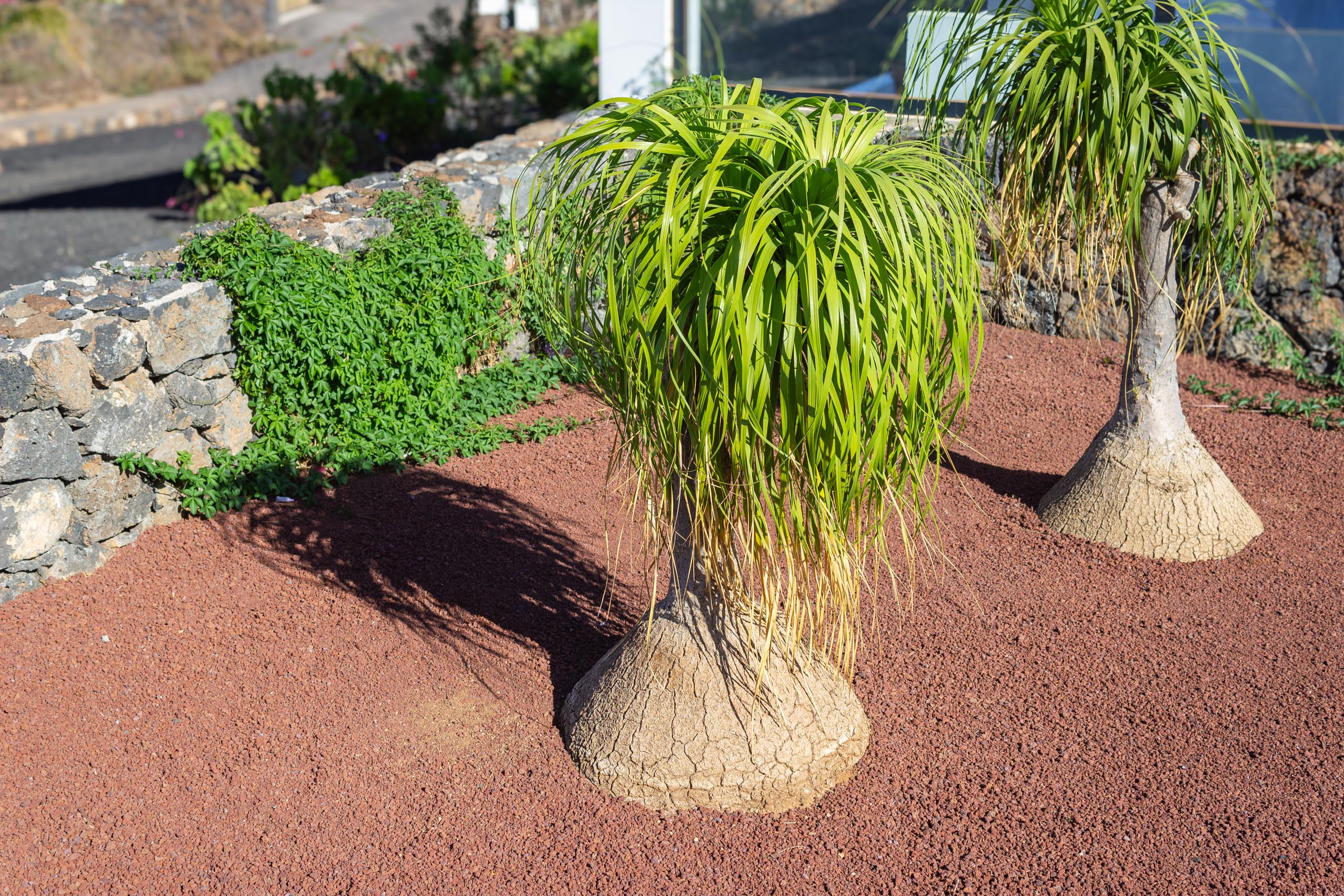 2023 11 LasBreñas 1. November der Eingang 025