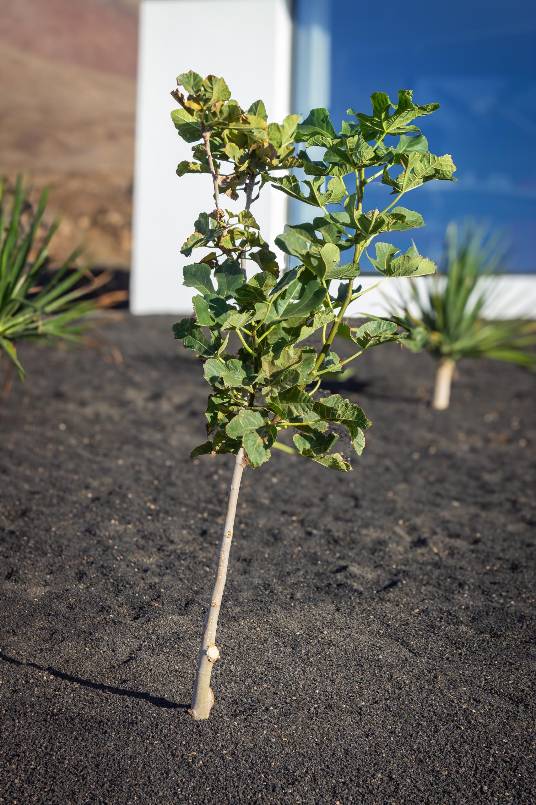 2023 11 LasBreñas 1. November der Feigenbaum 005