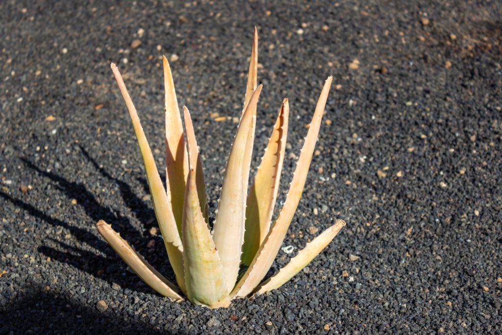 2023 11 LasBreñas 1. November der Vorgarten alles andere 001