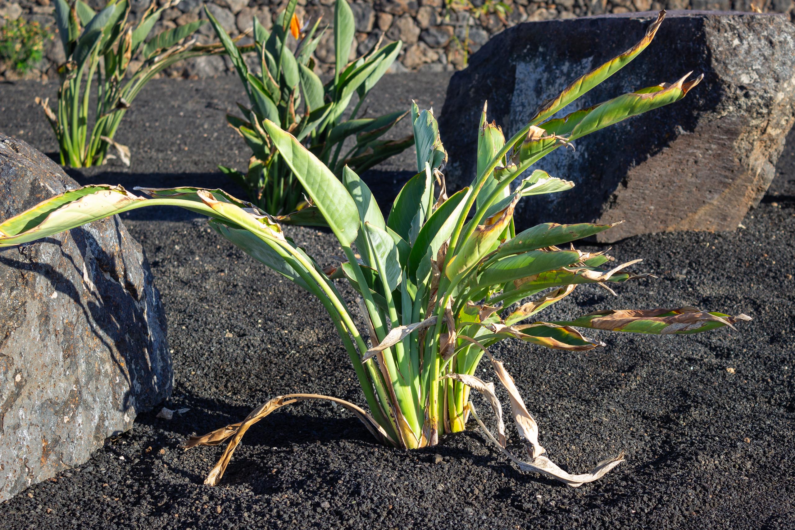 2023 11 LasBreñas 1. November der Vorgarten alles andere 005